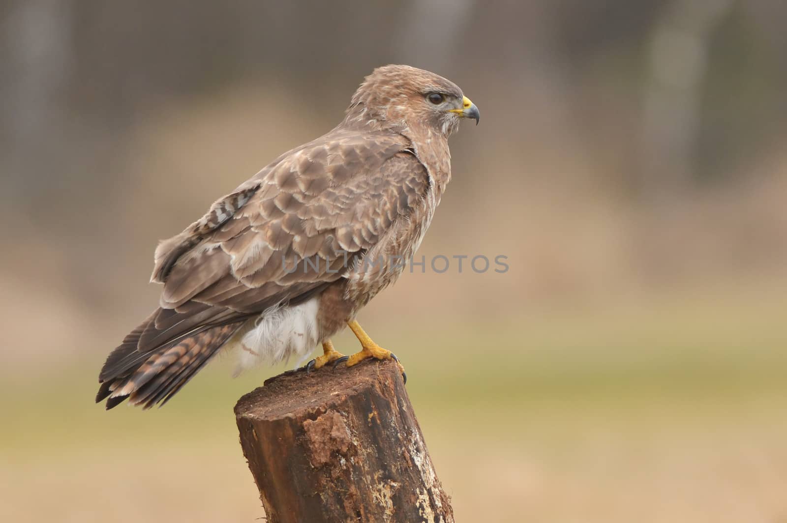 Common buzzard