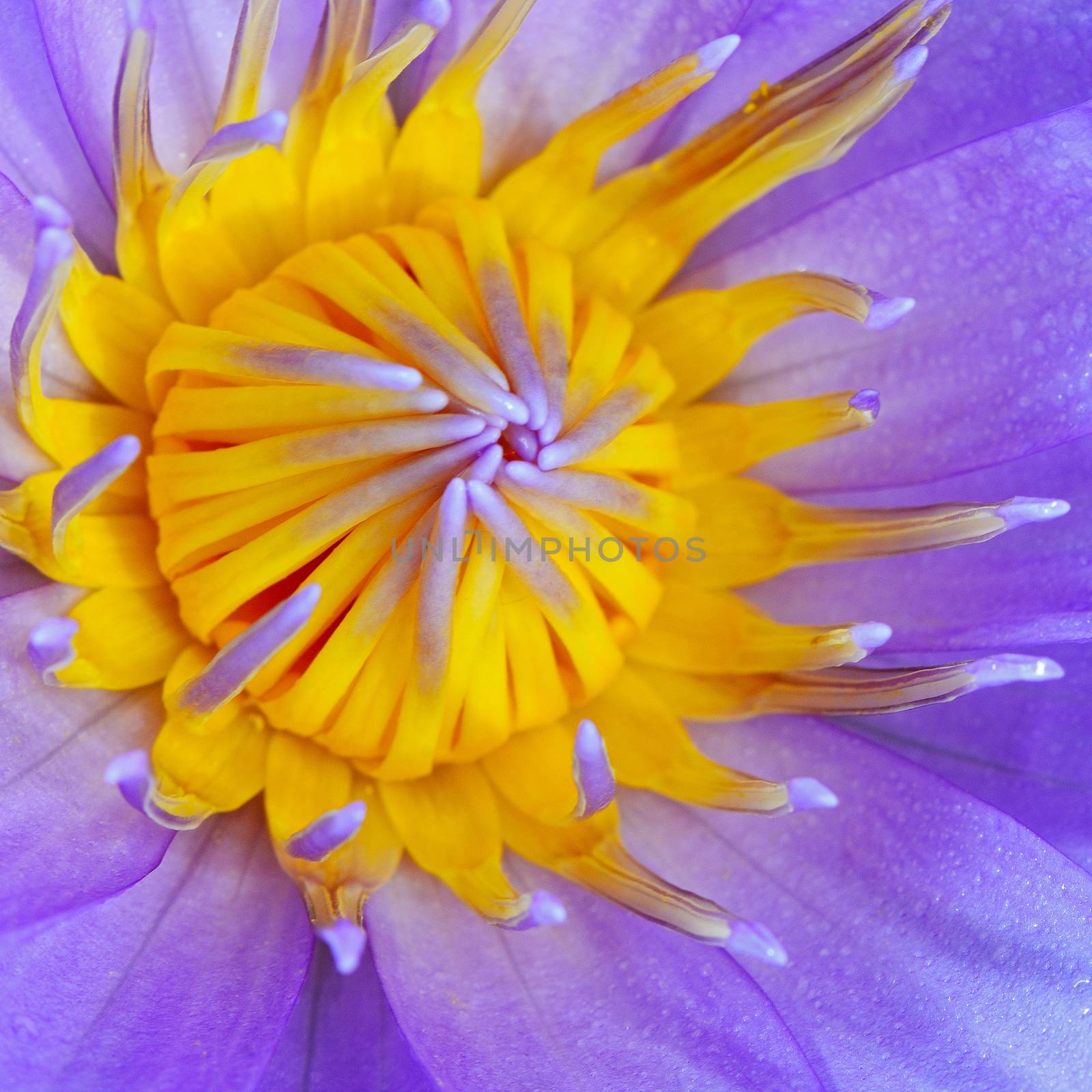 Colorful purple waterlily pattern in closeup 