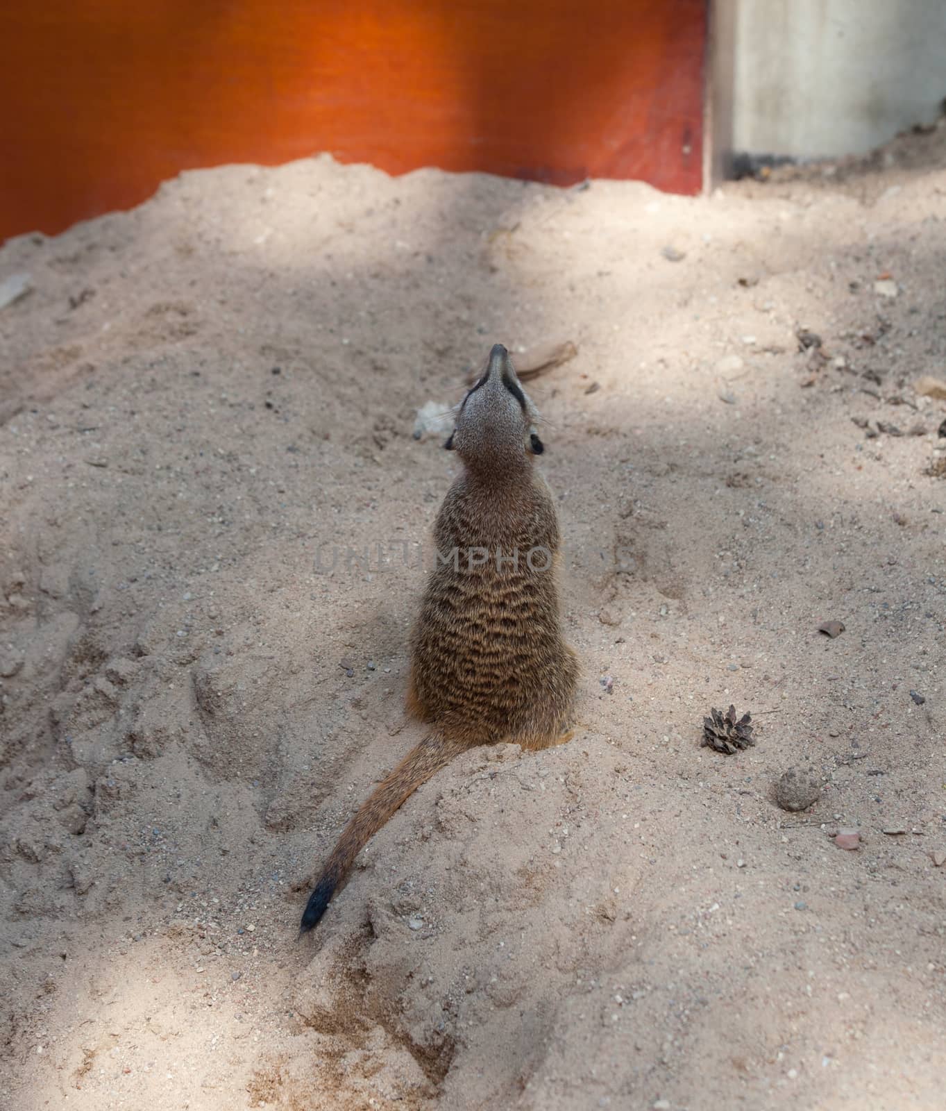 Suriсat (Suricata suricatta)