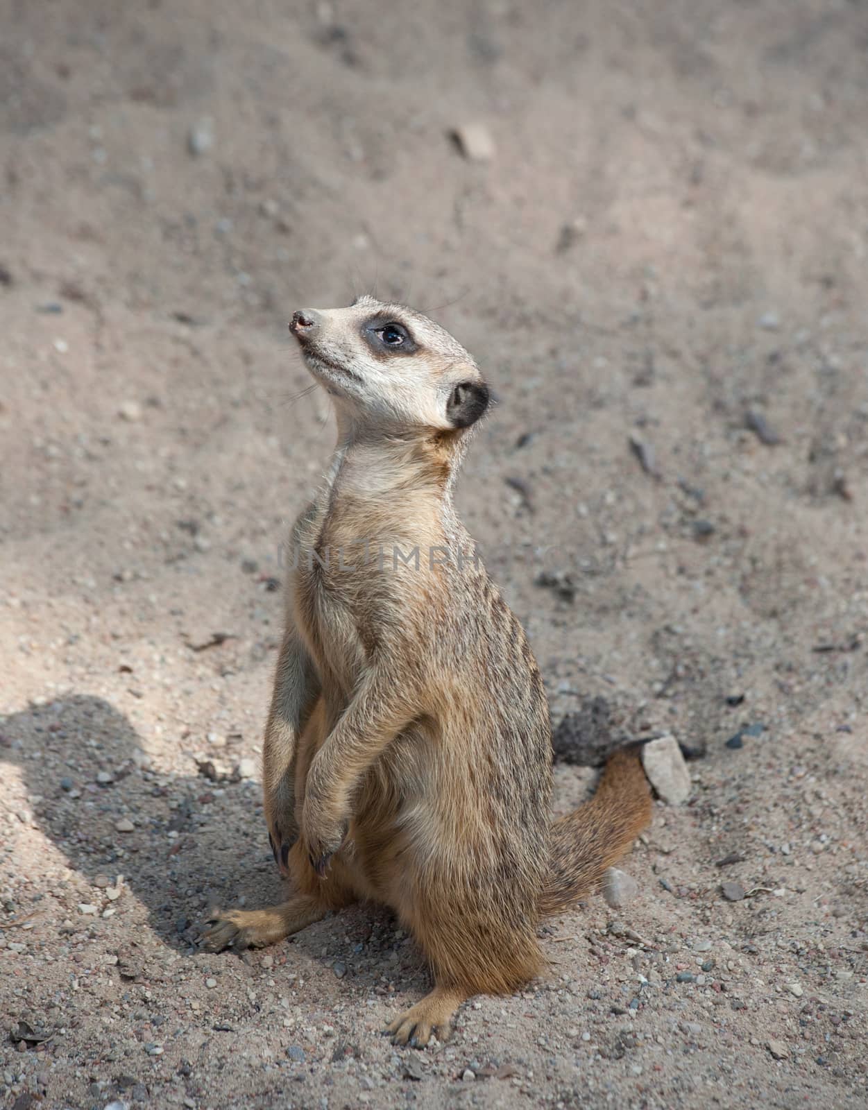 Suriсat (Suricata suricatta)