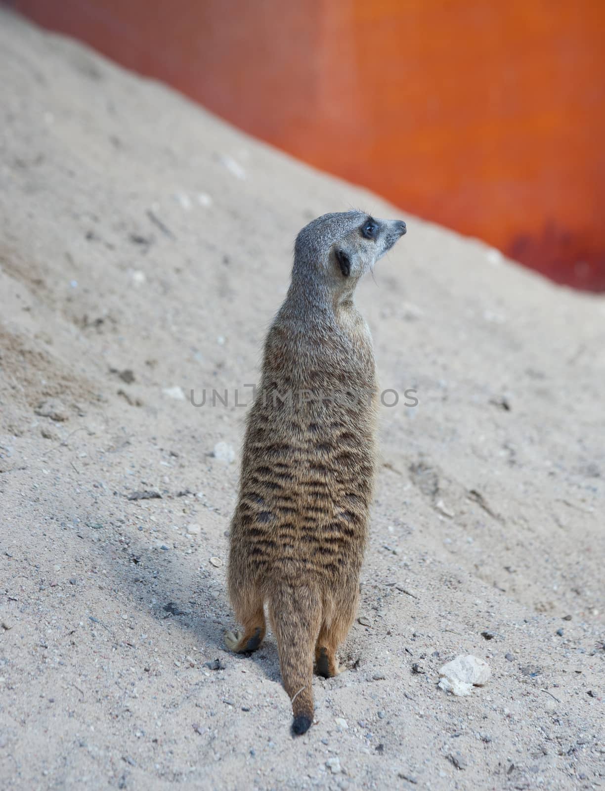 Suriсat (Suricata suricatta)