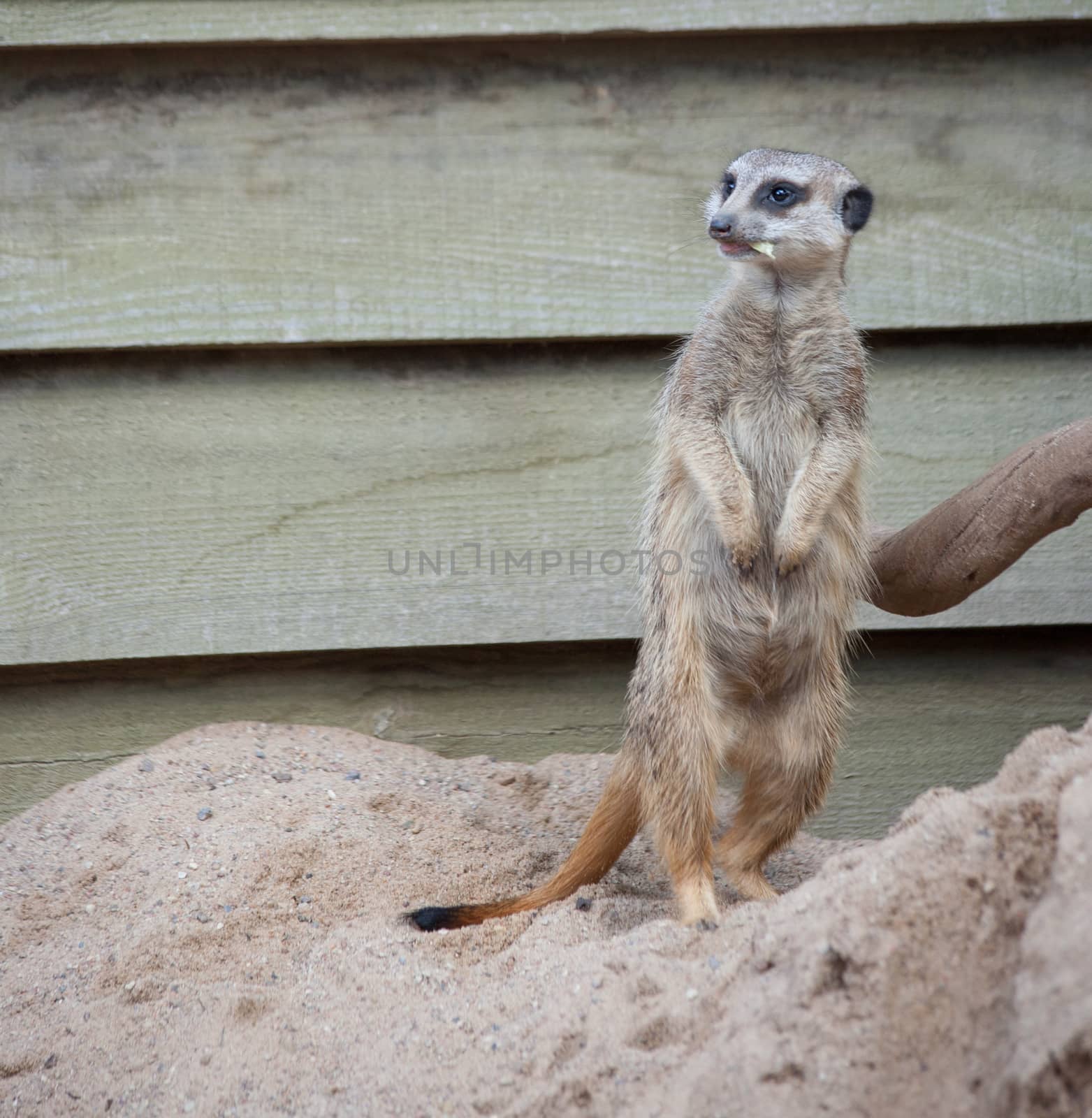 Suriсat (Suricata suricatta)
