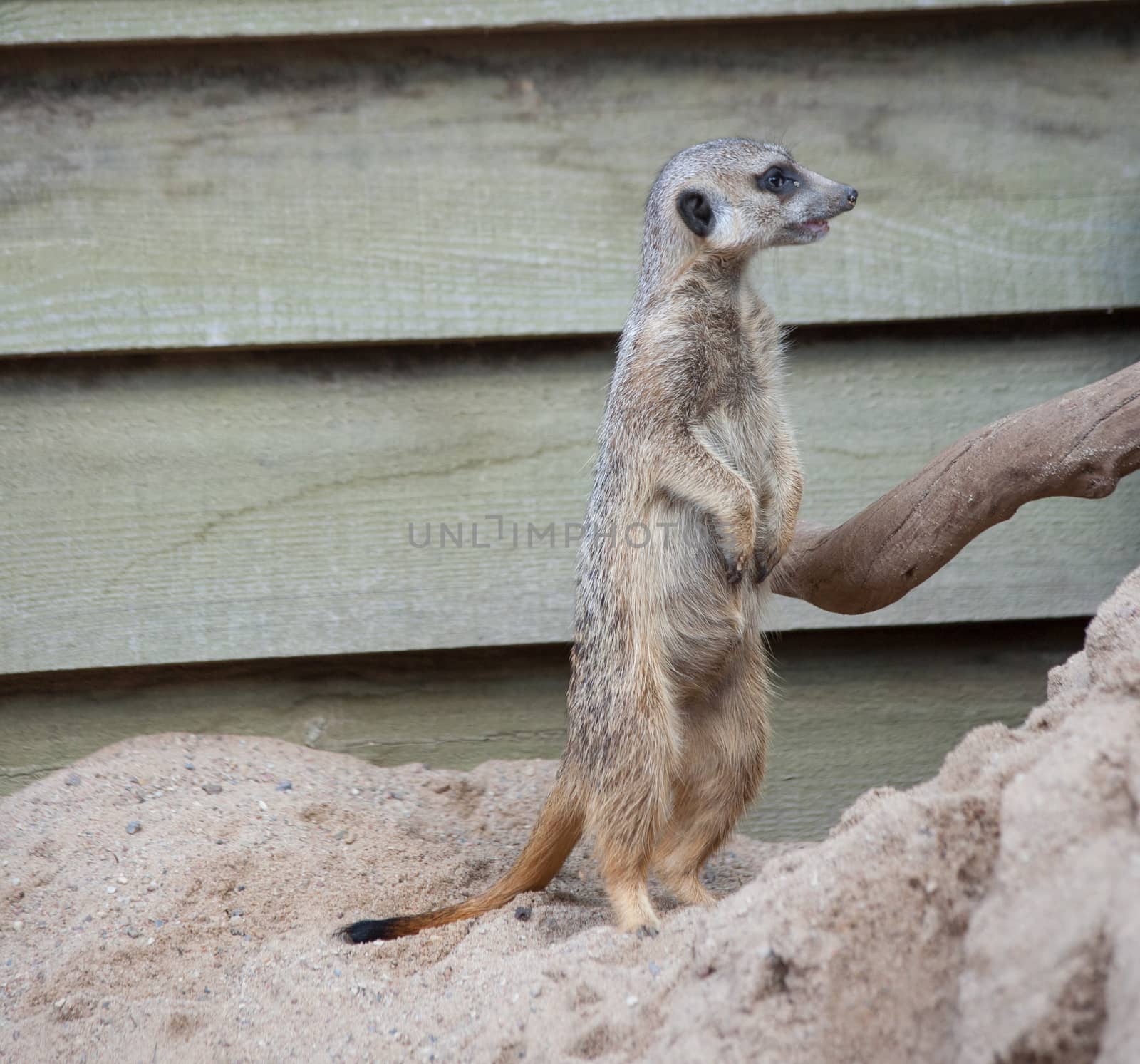 Suriсat (Suricata suricatta)