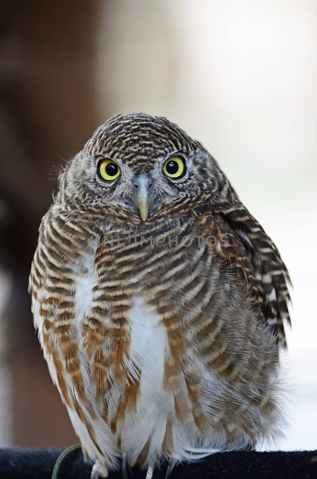 Asian Barred Owlet (Glaucidium cuculoides), face and breast profile 