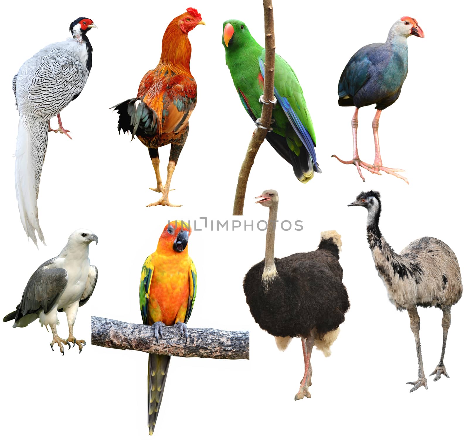 collection of bird isolated on white background