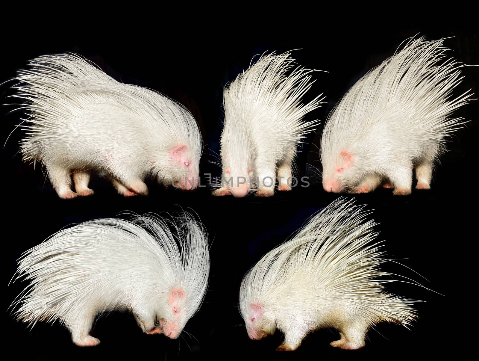 collection of porcupine isolated on black background