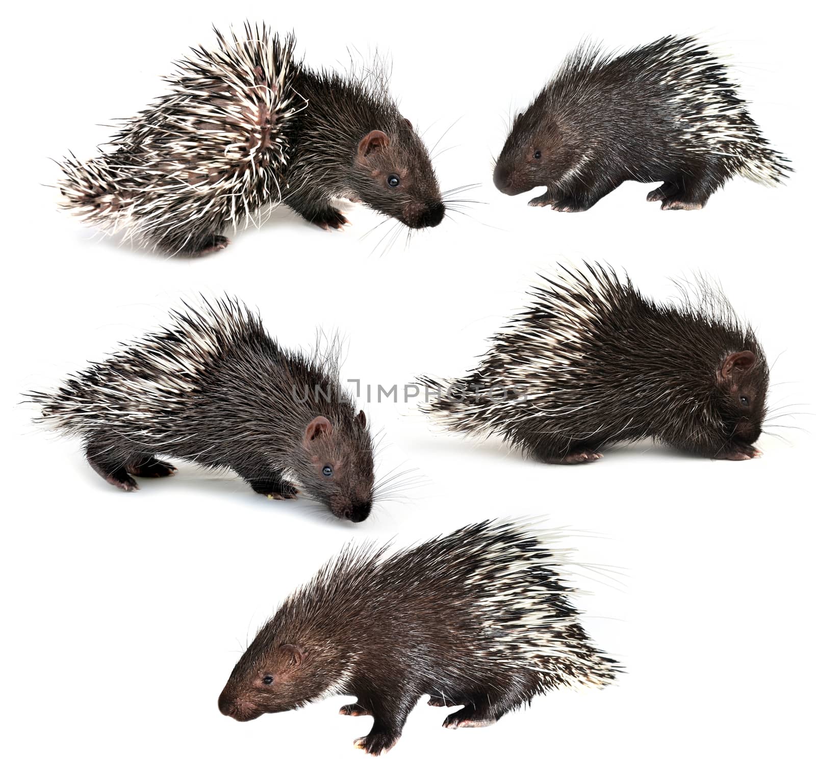collection of porcupine isolated on white background