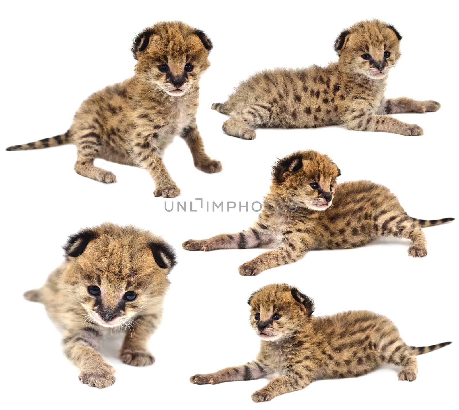 collection of baby serval isolated on white background