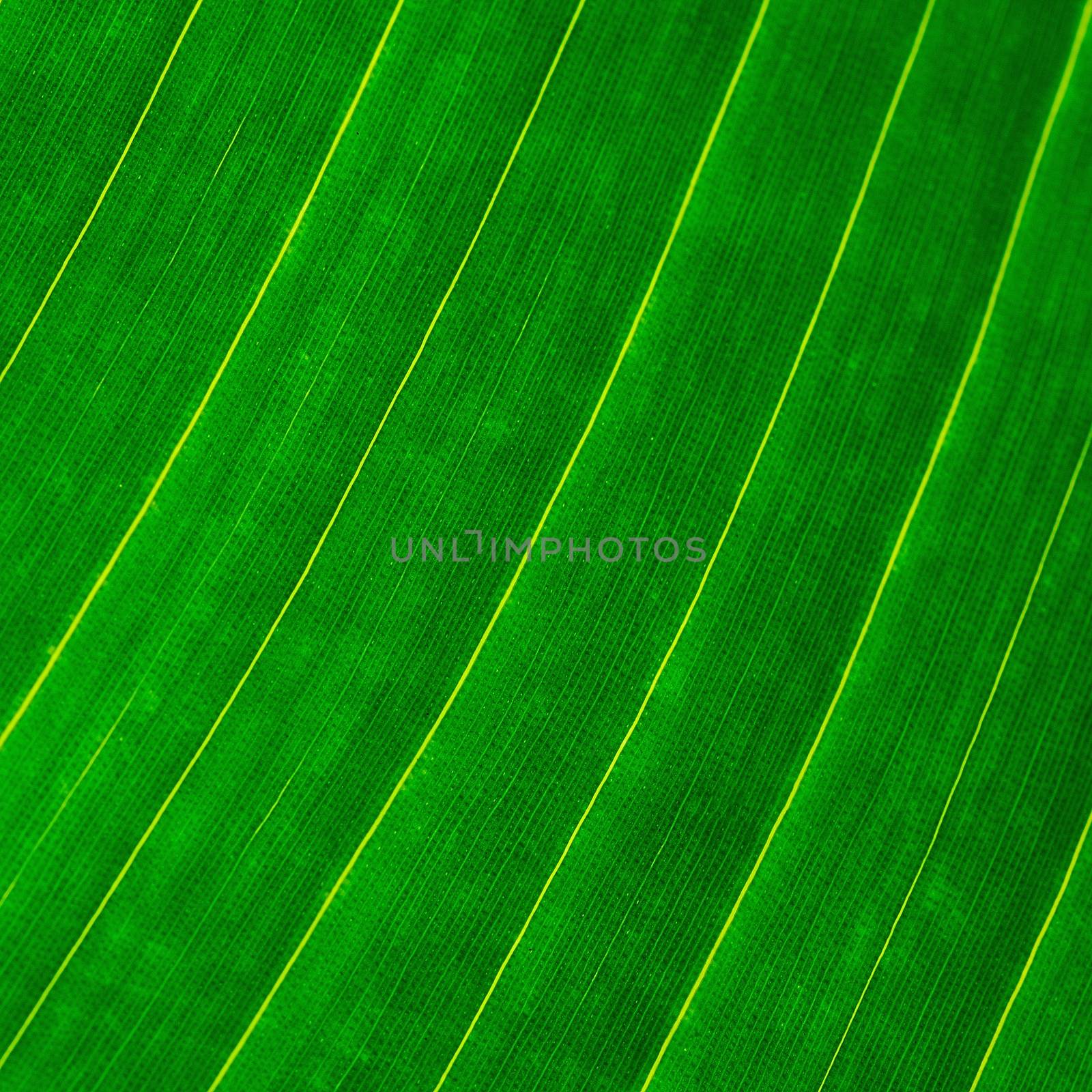 leaf abstract by panuruangjan