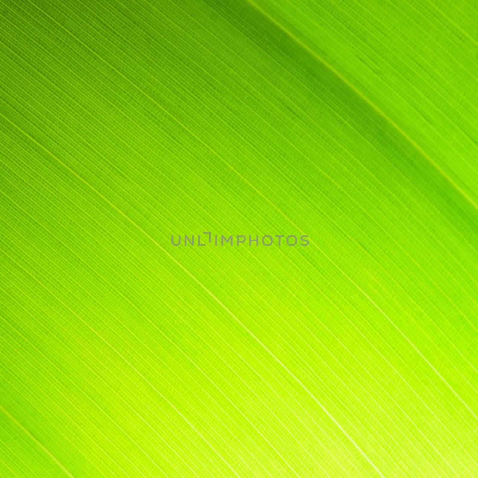 Green leaf abstract background texture