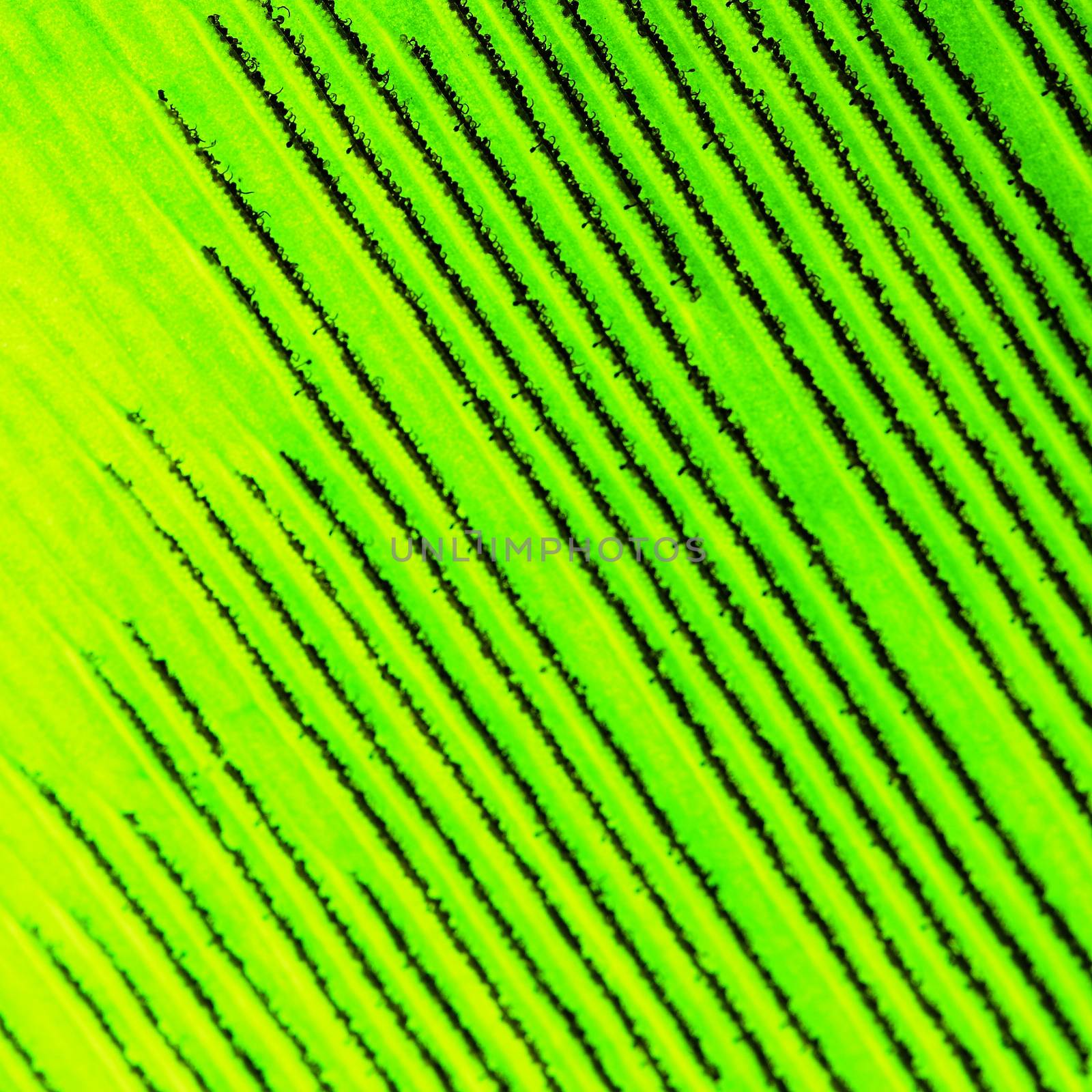 Green leaf abstract background texture