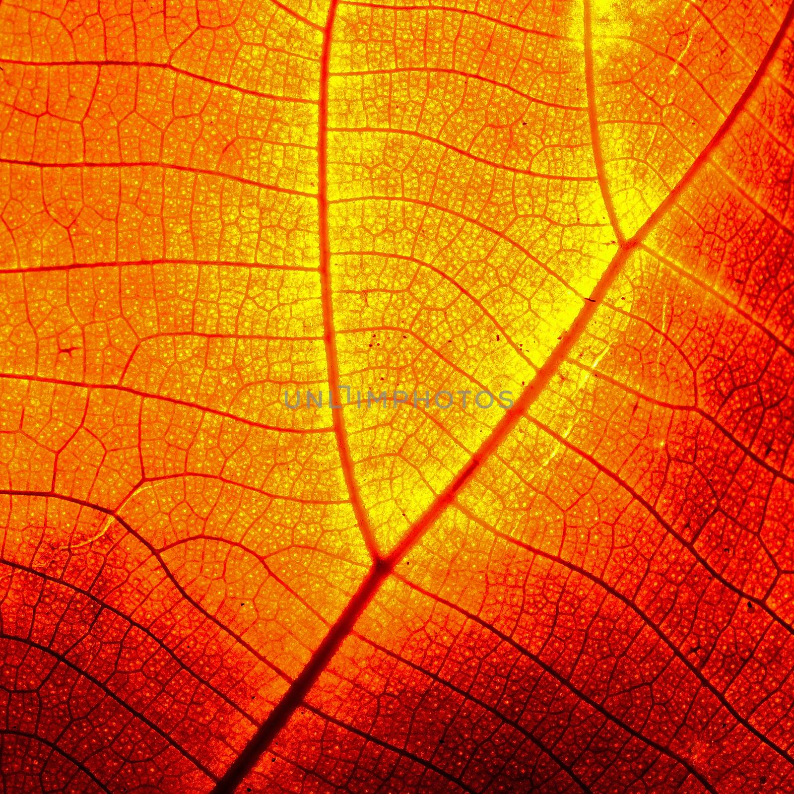 Red leaf abstract background texture