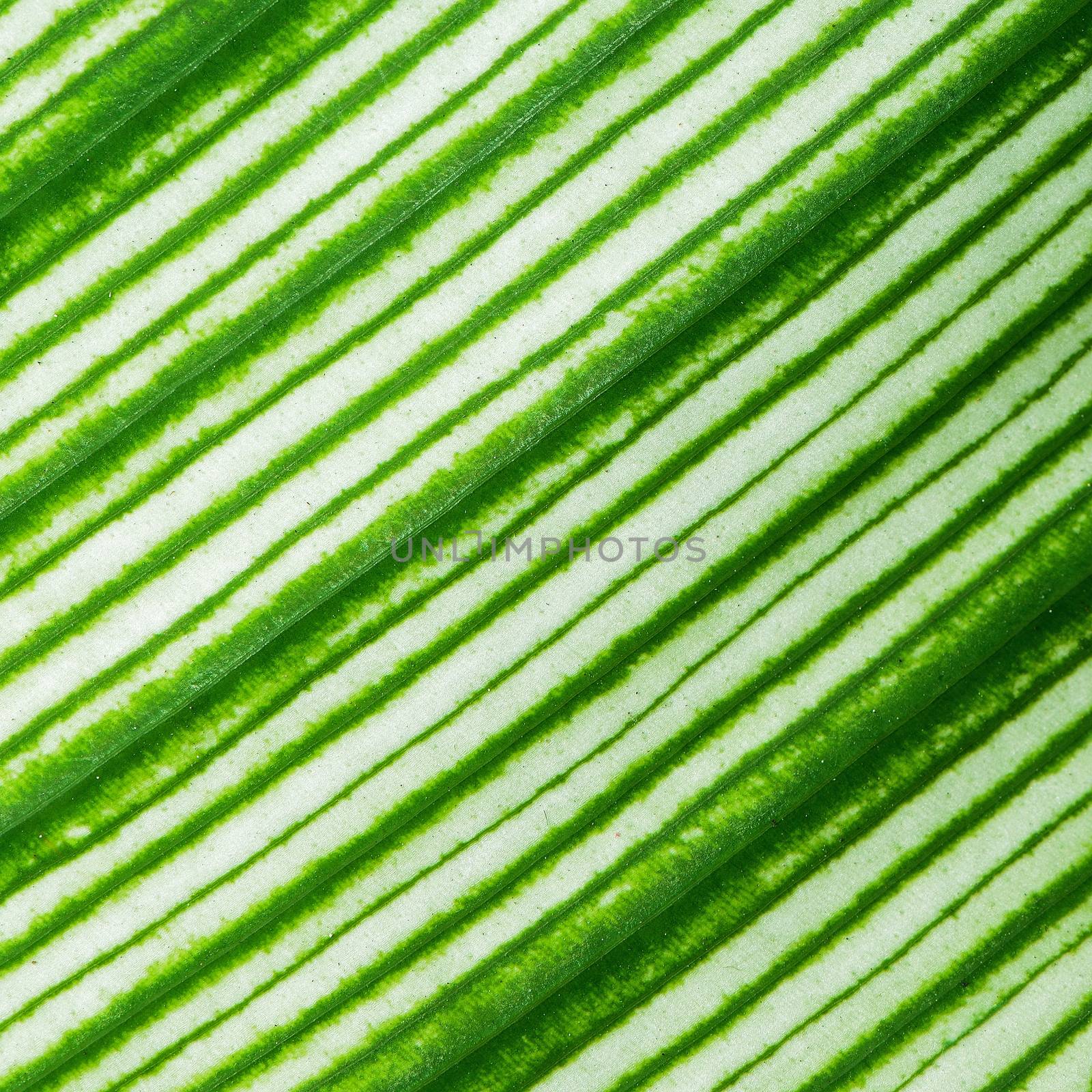 Green leaf abstract background texture