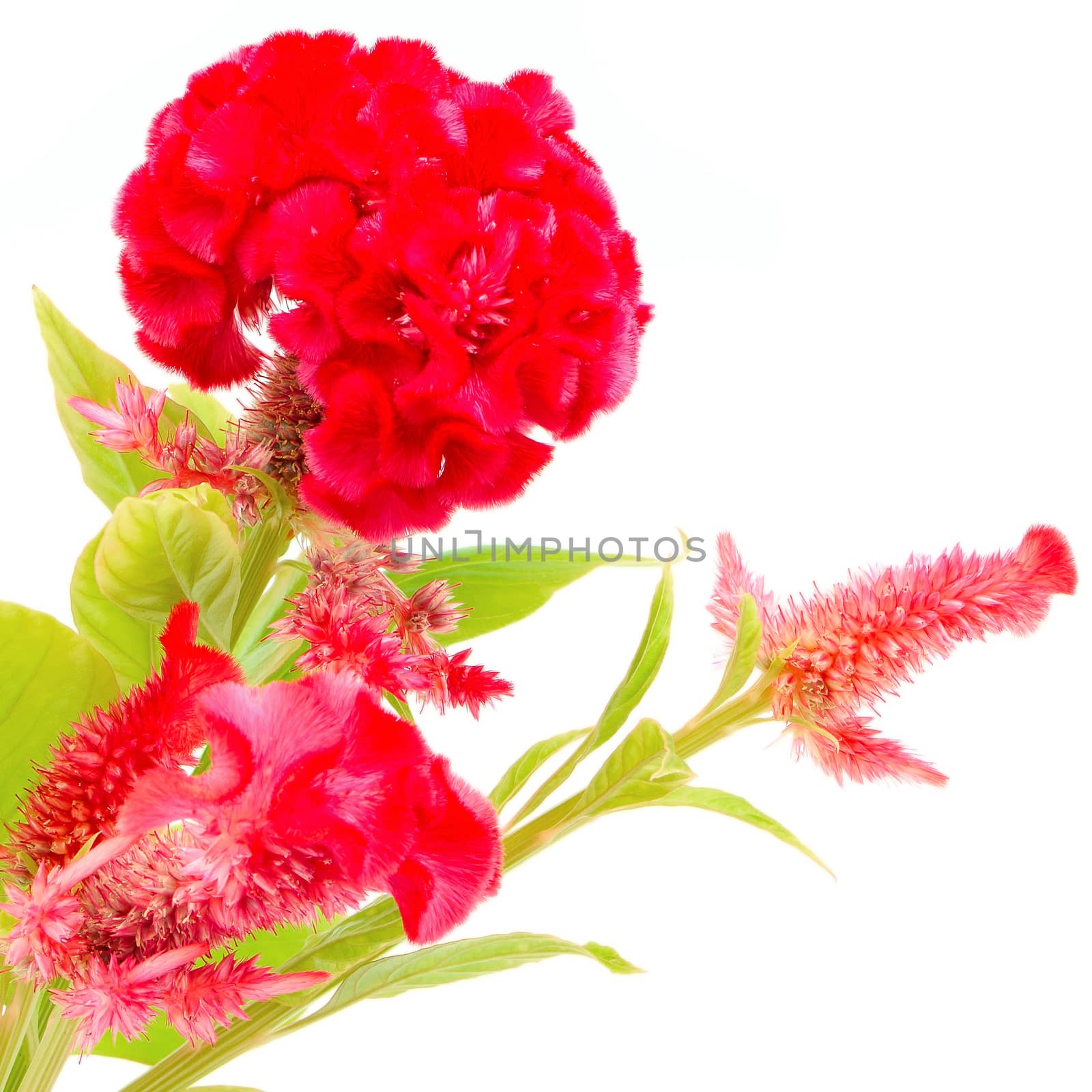 Red flower, Cockscomb or Chinese Wool Flower (Celosia argentea), isolated on a white background