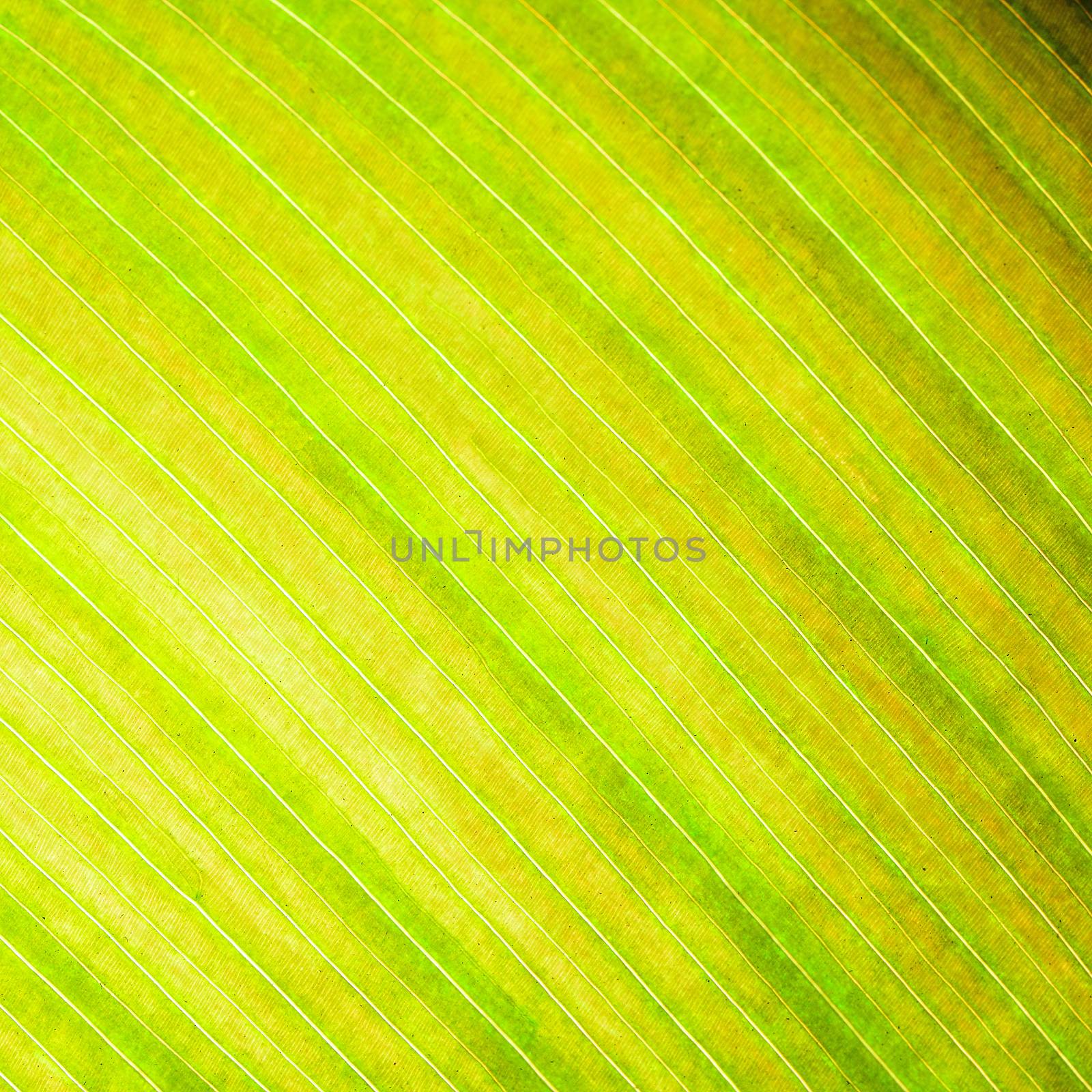 Green leaf abstract background texture