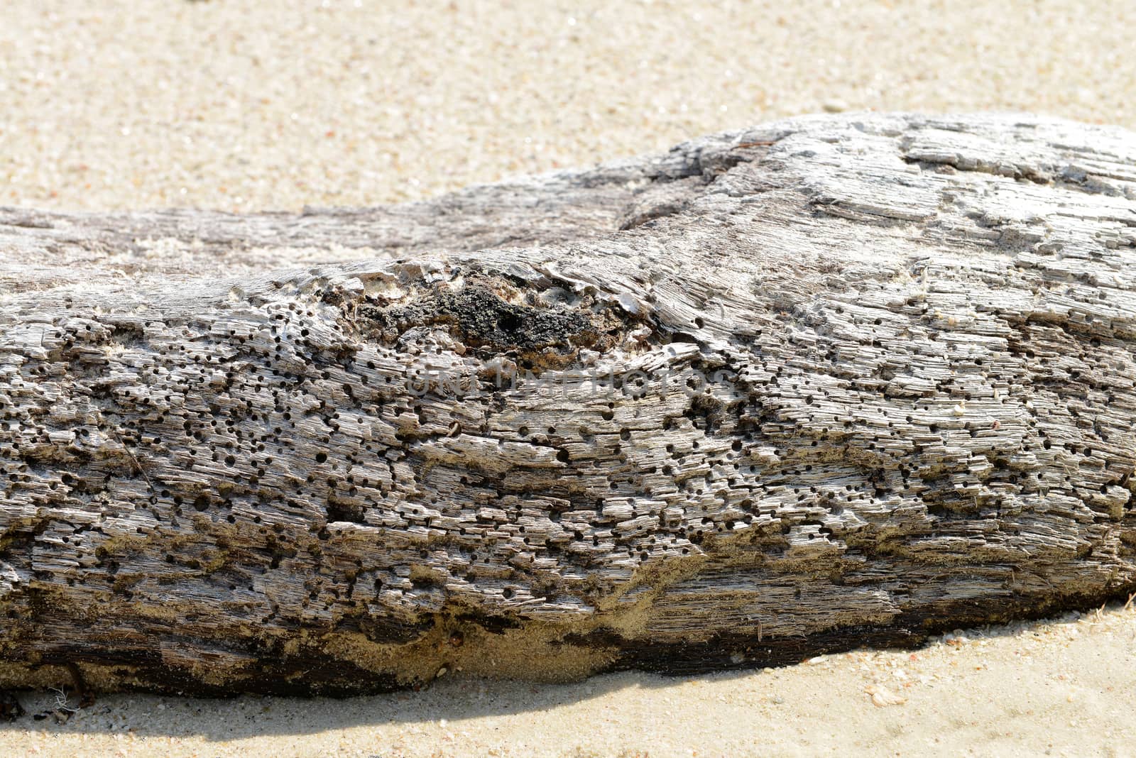 Close up of Driftwood on the beach 