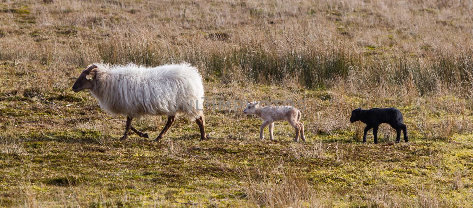 Adult sheep with black and white lamb by michaklootwijk