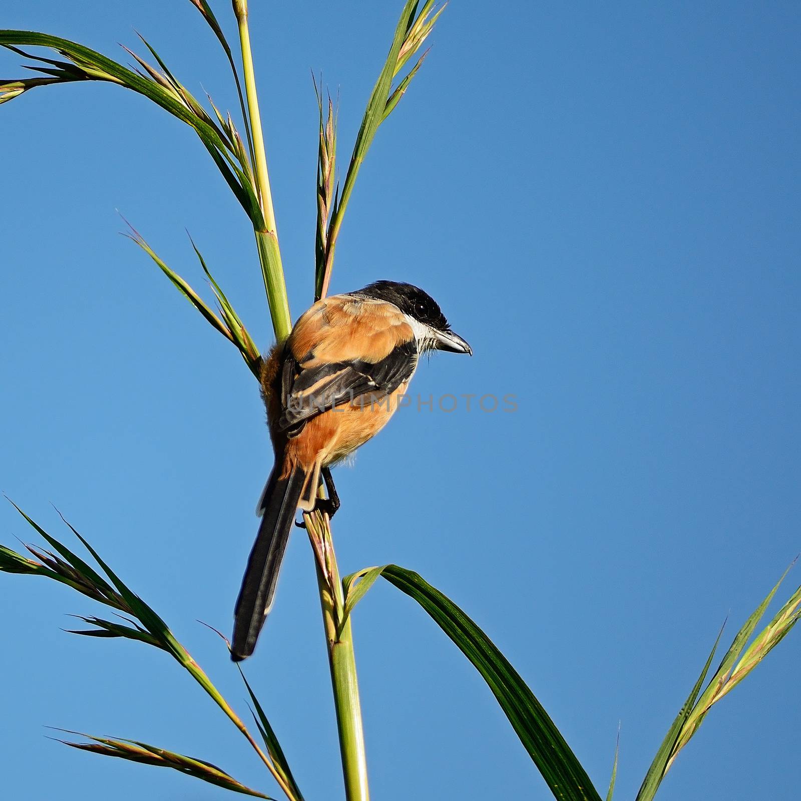 Long-tailed Shrike (Lanius schach), standing on the grass branch