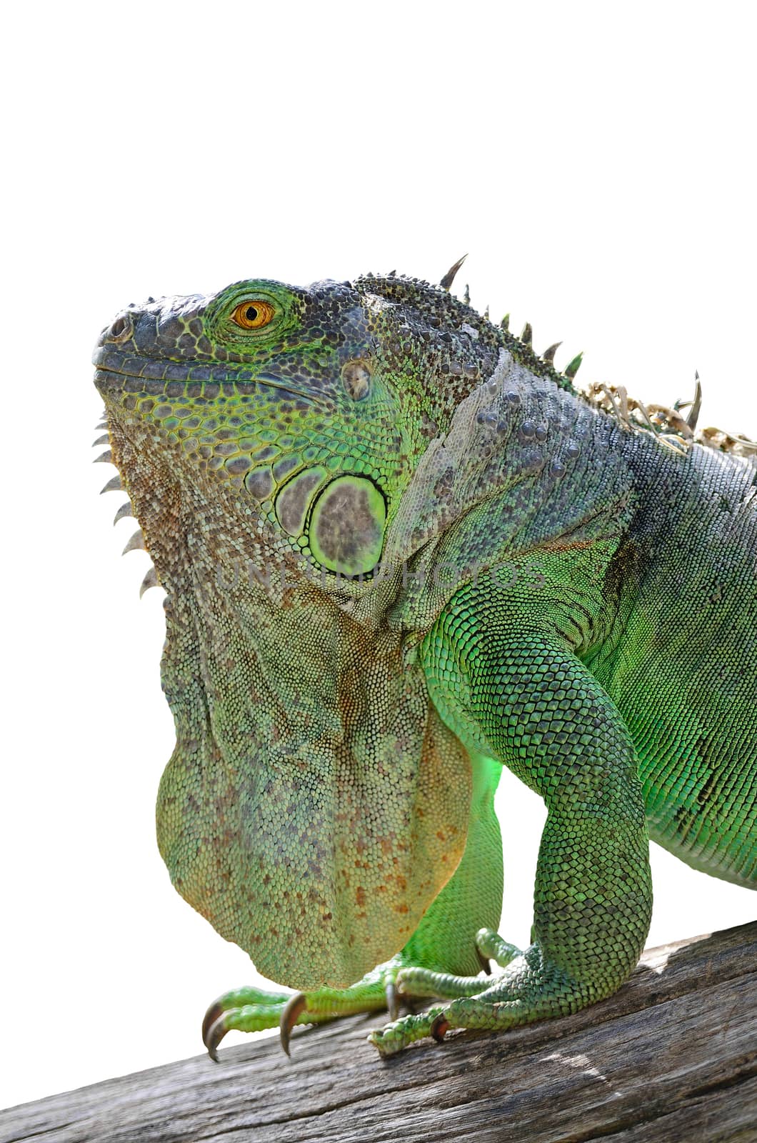 Female Green Iguana (Iguana iguana), standing on tree branch on white background