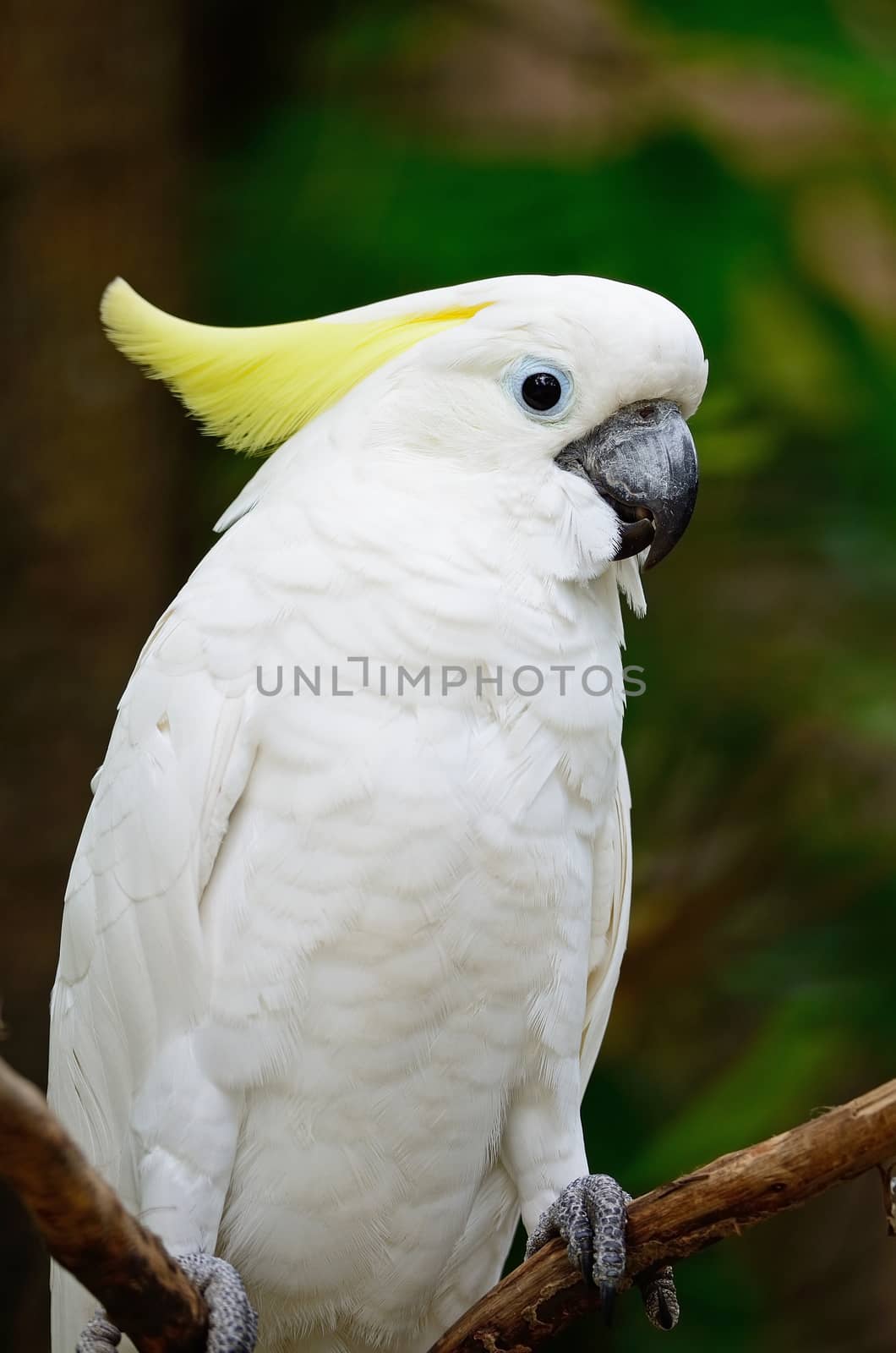 Beautiful white Cockatoo, Sulphur-crested Cockatoo (Cacatua galerita), breast profile