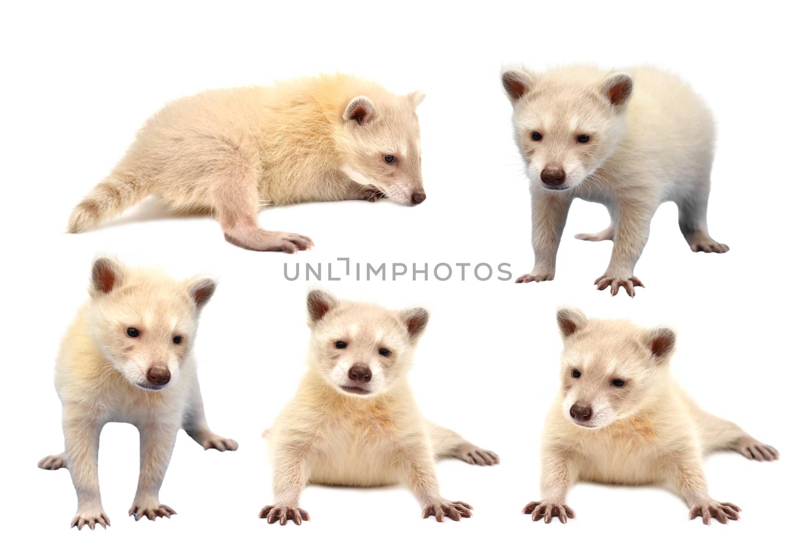 collection of baby albino raccoon isolated on white background