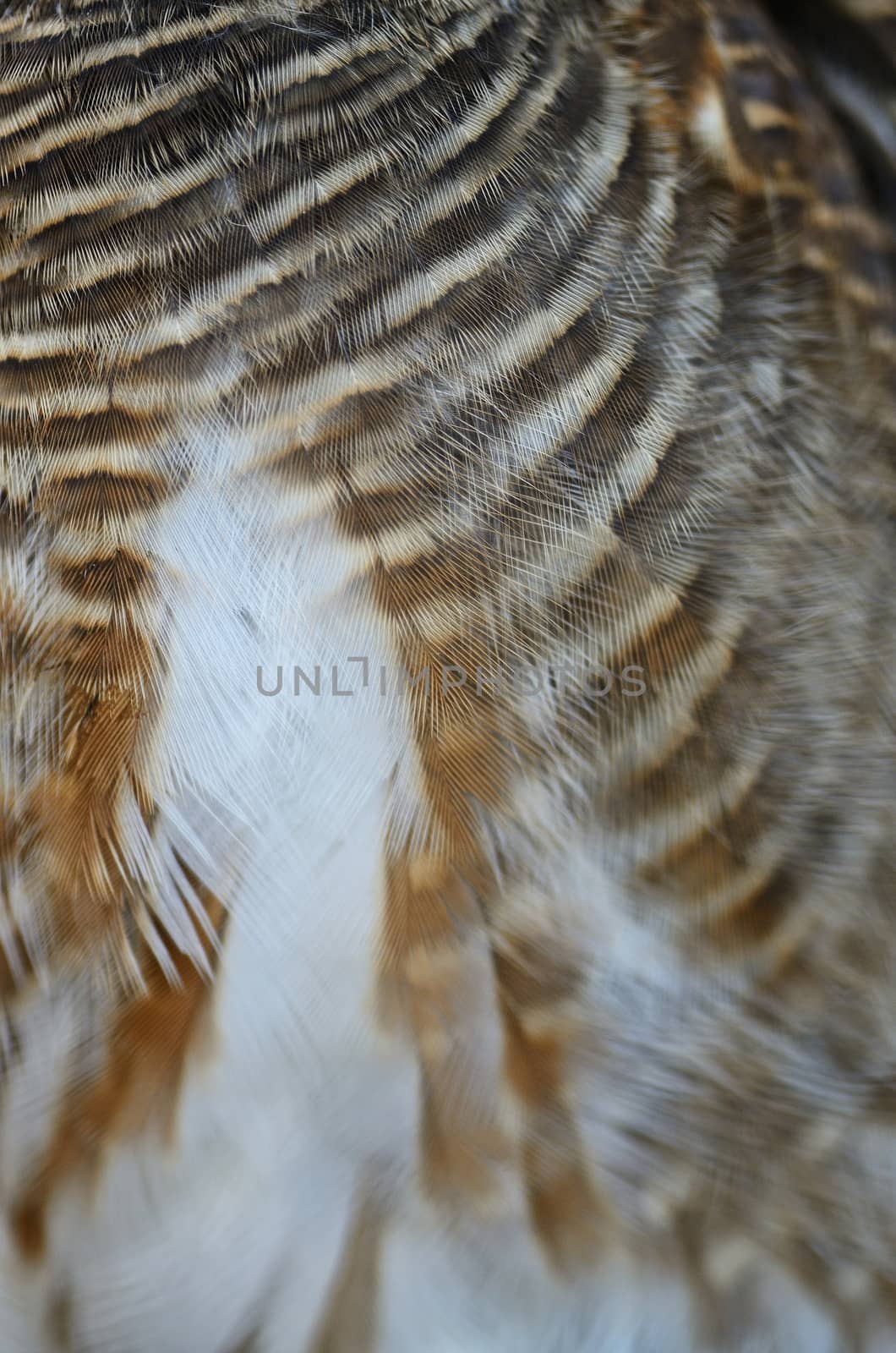 Closeup Asian Barred Owlet feathers