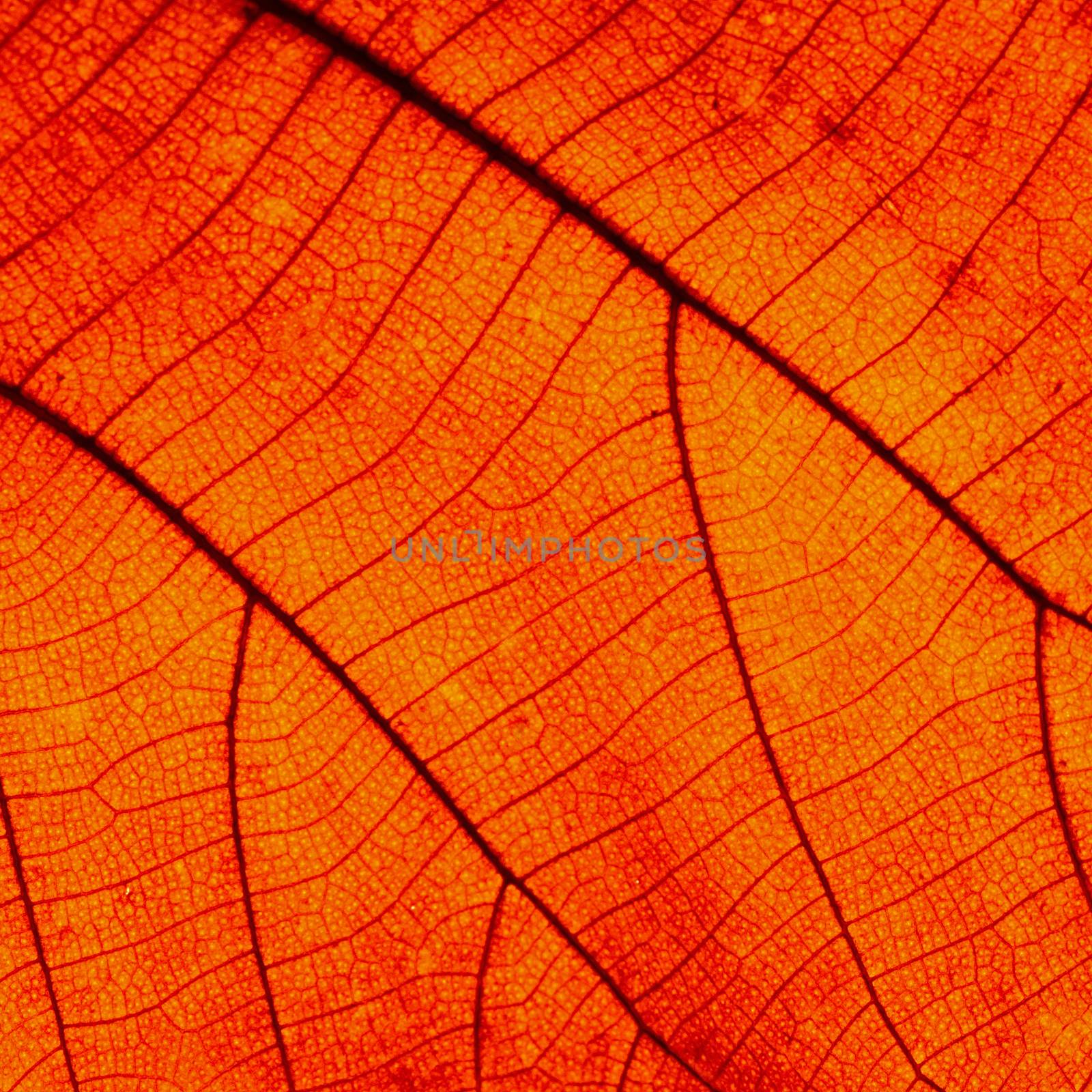 Red leaf abstract background texture