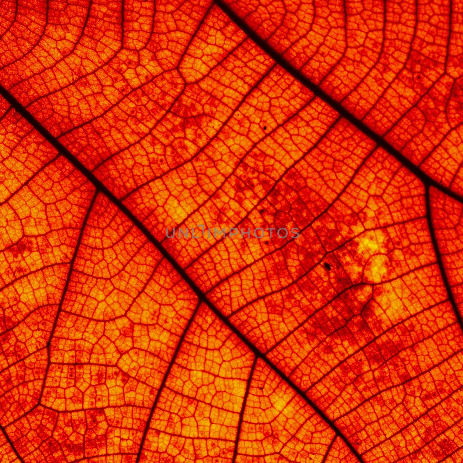 leaf abstract by panuruangjan