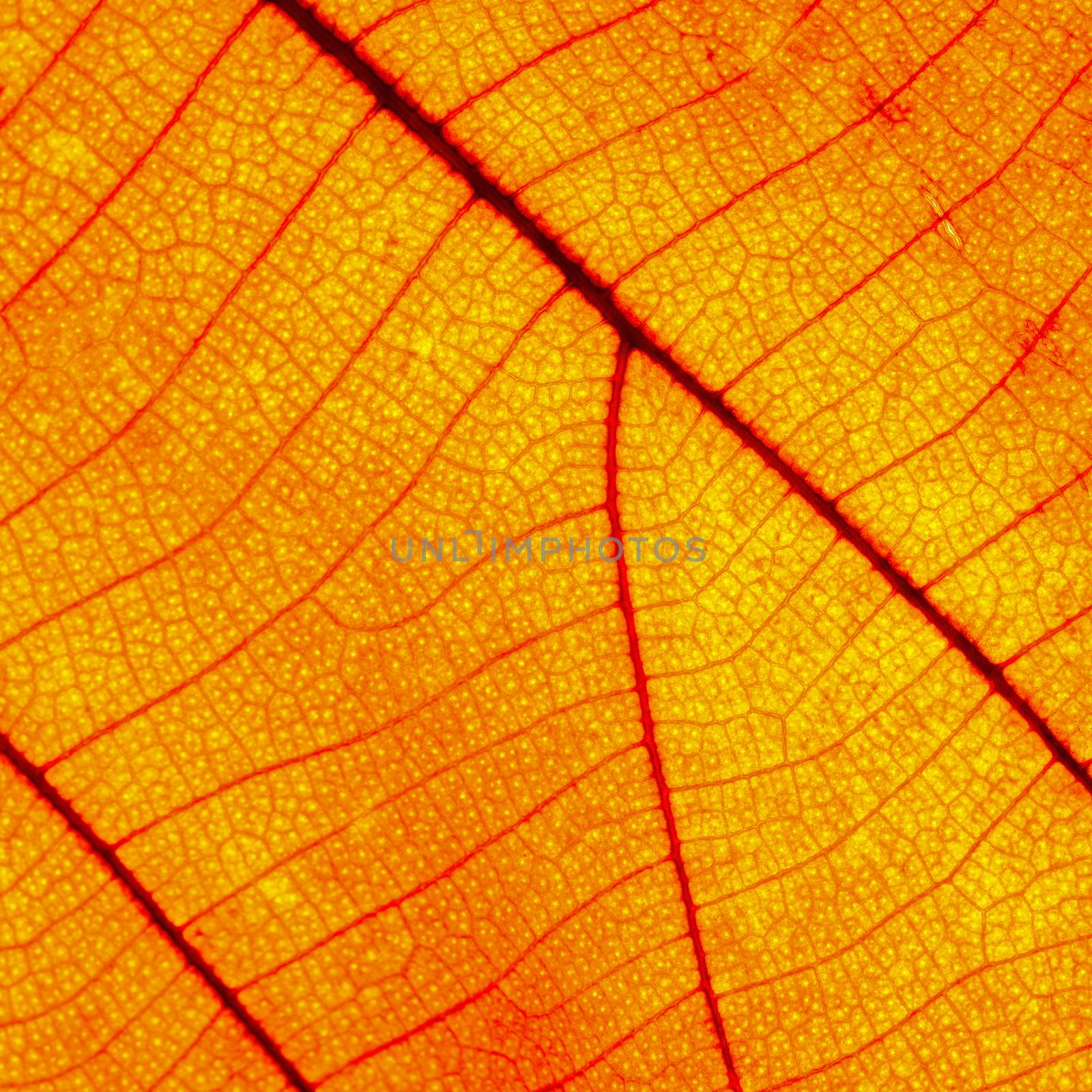 Red leaf abstract background texture