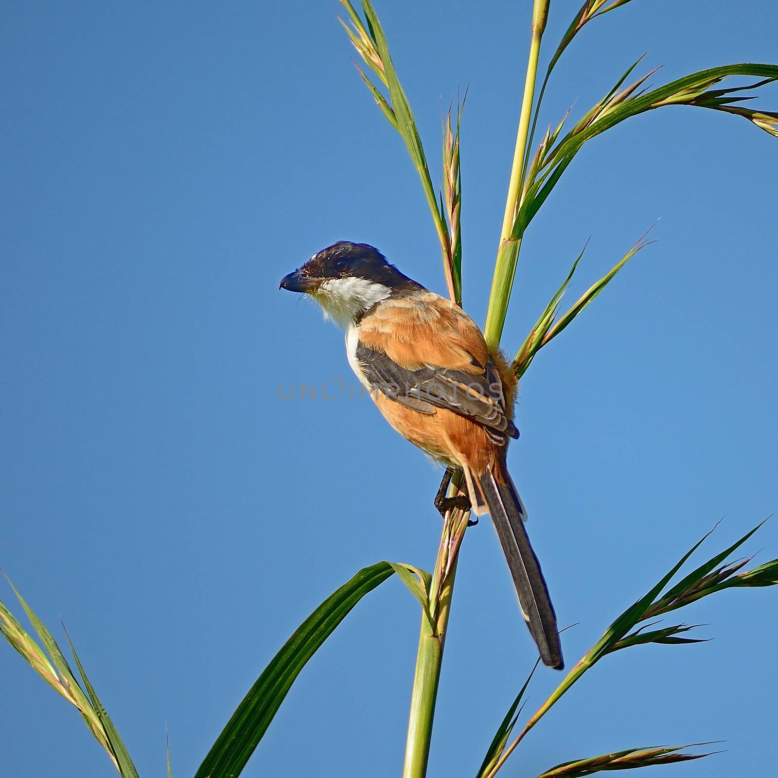 Long-tailed Shrike (Lanius schach), standing on the grass branch