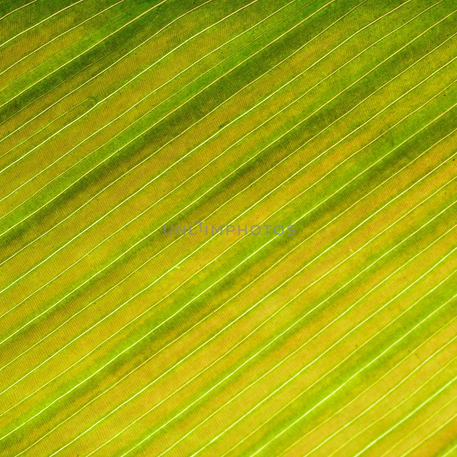 Green leaf abstract background texture