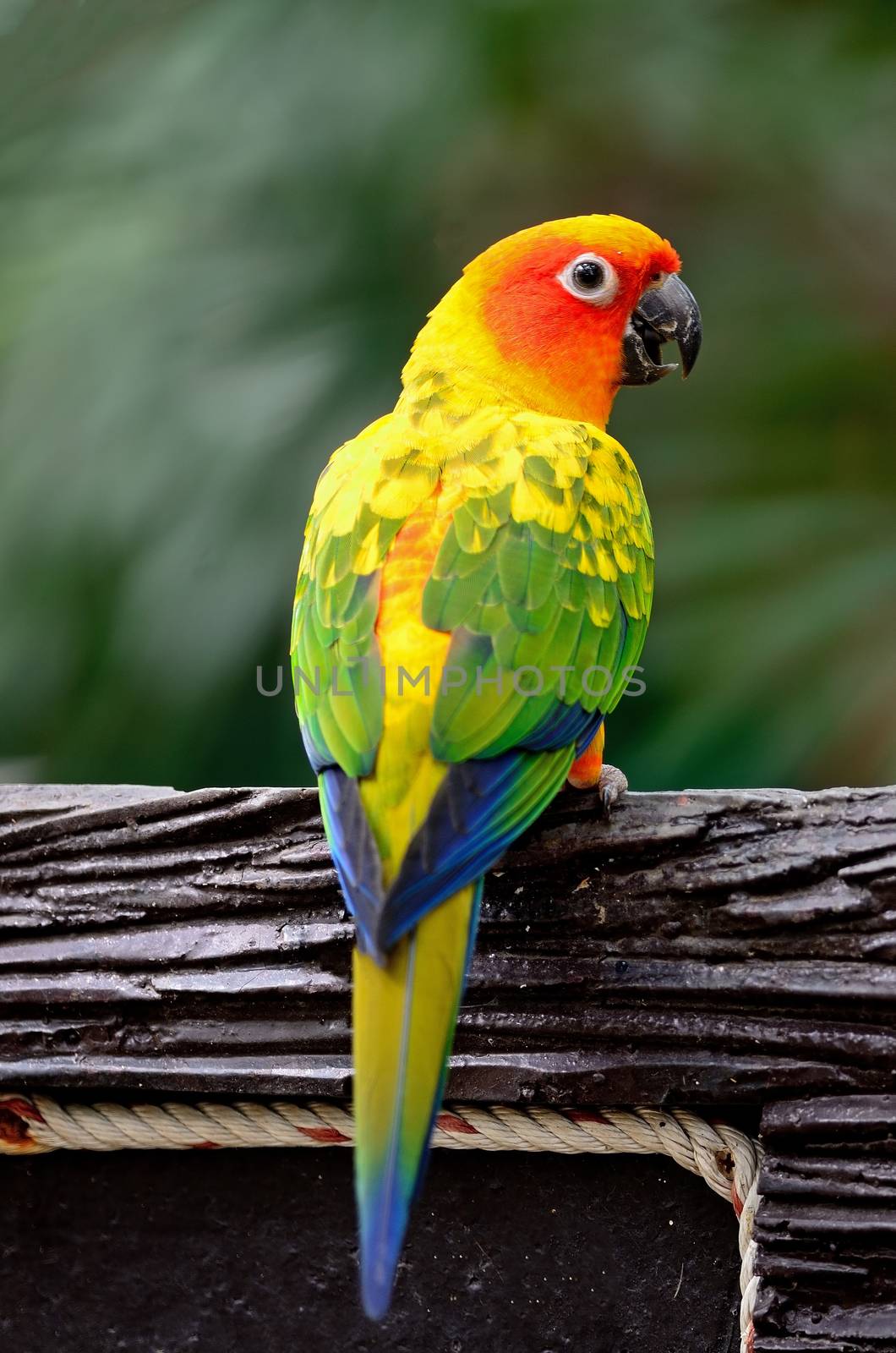 Colorful yellow parrot, Sun Conure (Aratinga solstitialis), standing on the blank sign, back profile