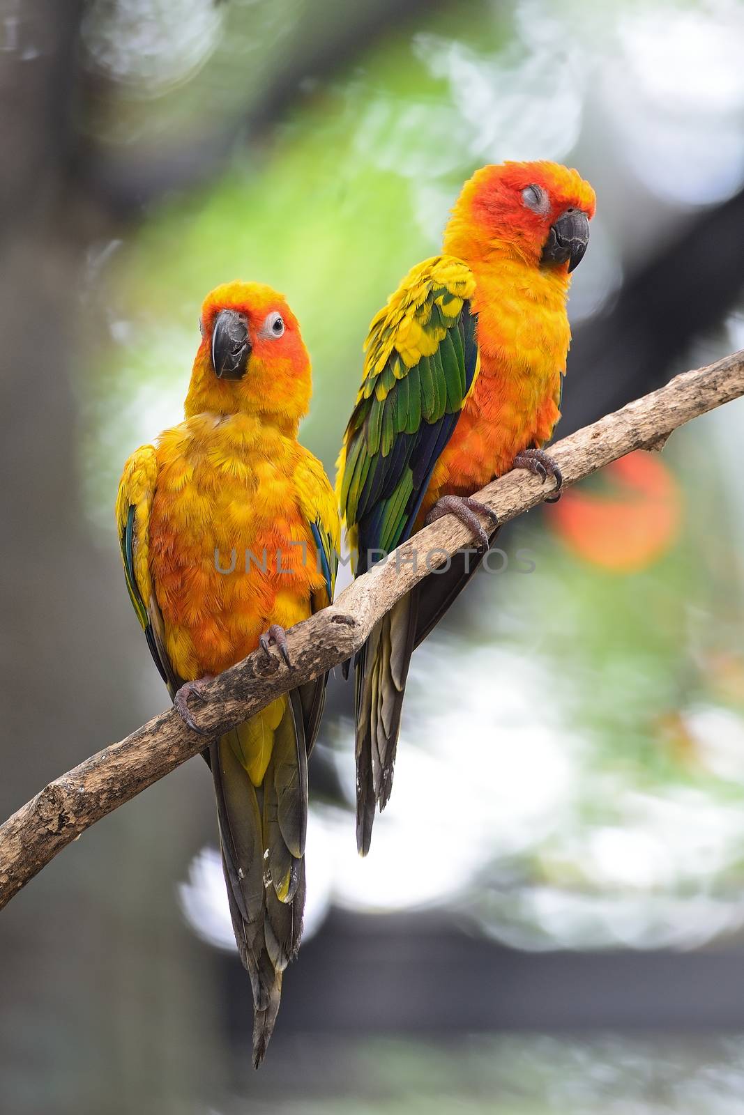 Colorful yellow parrot, Sun Conure (Aratinga solstitialis), standing on the branch, breast profile