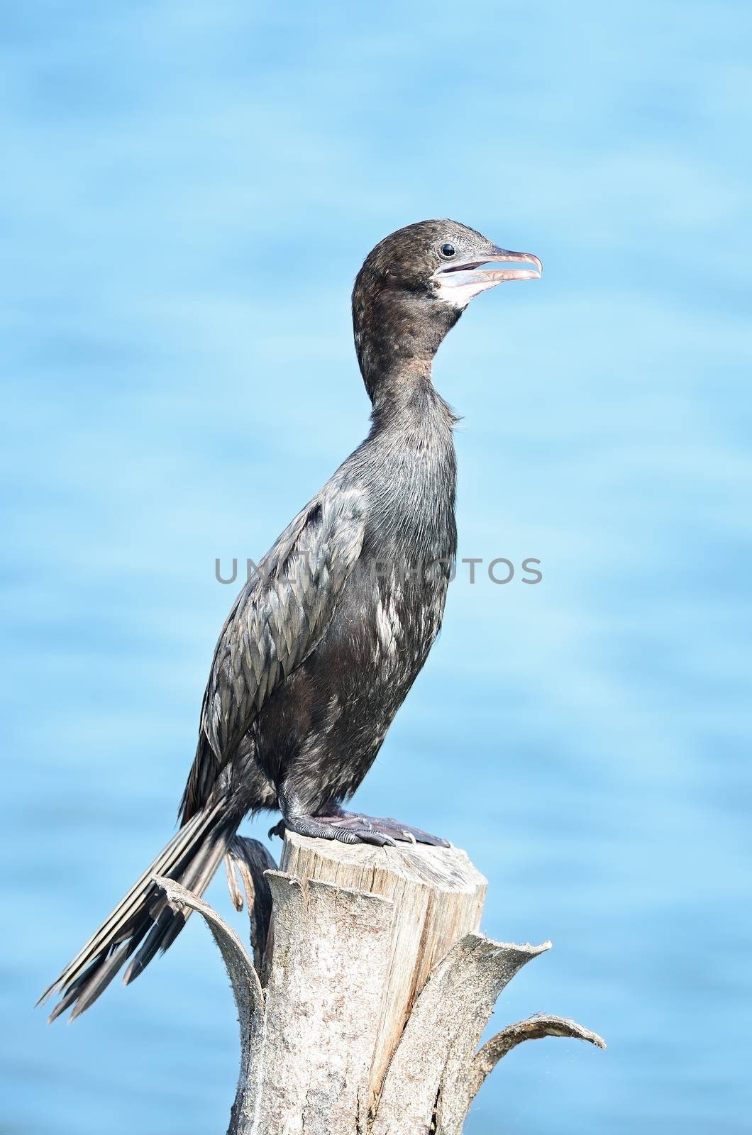 Black bird, Little Cormorant (Phalacrocorax niger), standing on the log