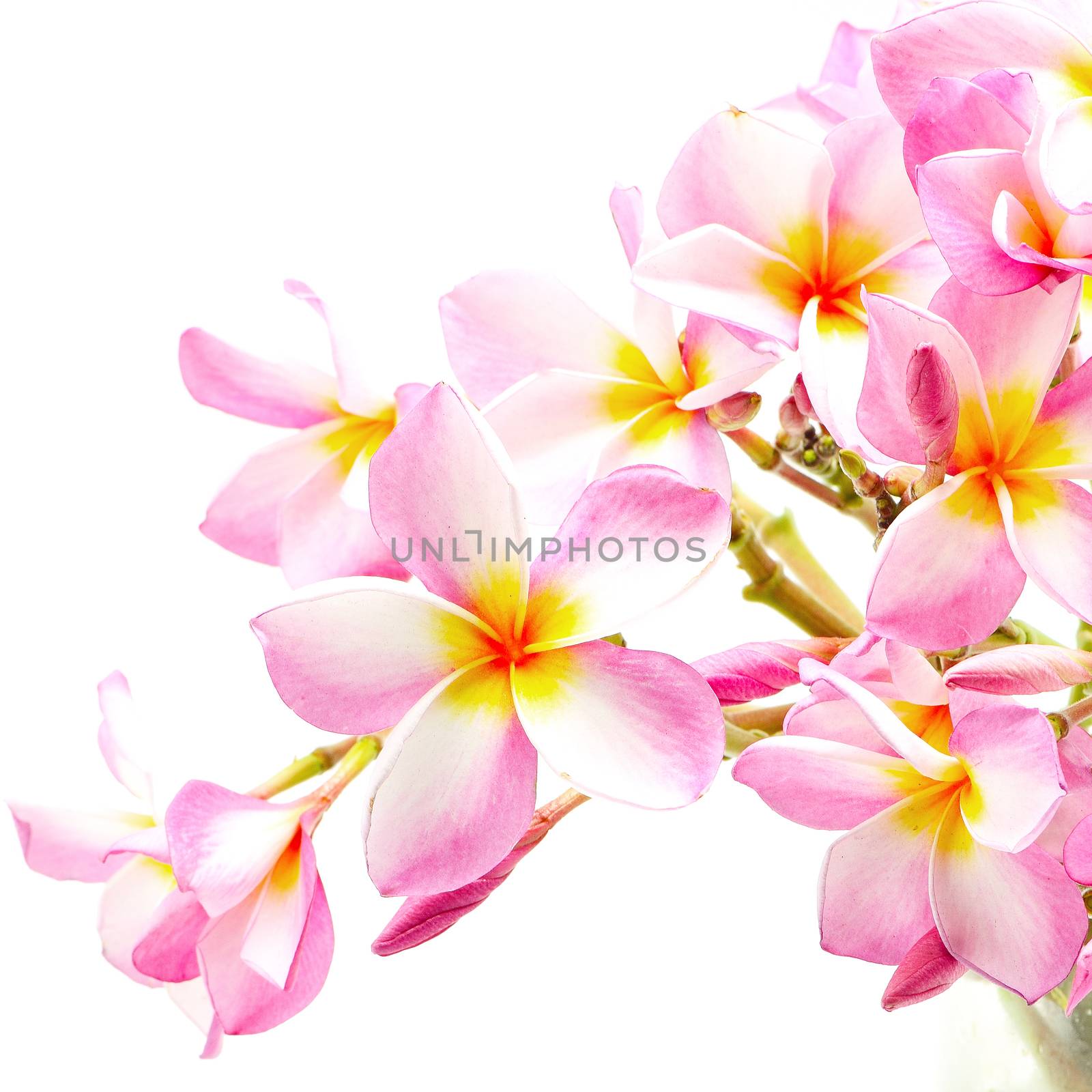 Beautiful pink Plumeria or Fangipani flower, isolated on a white background
