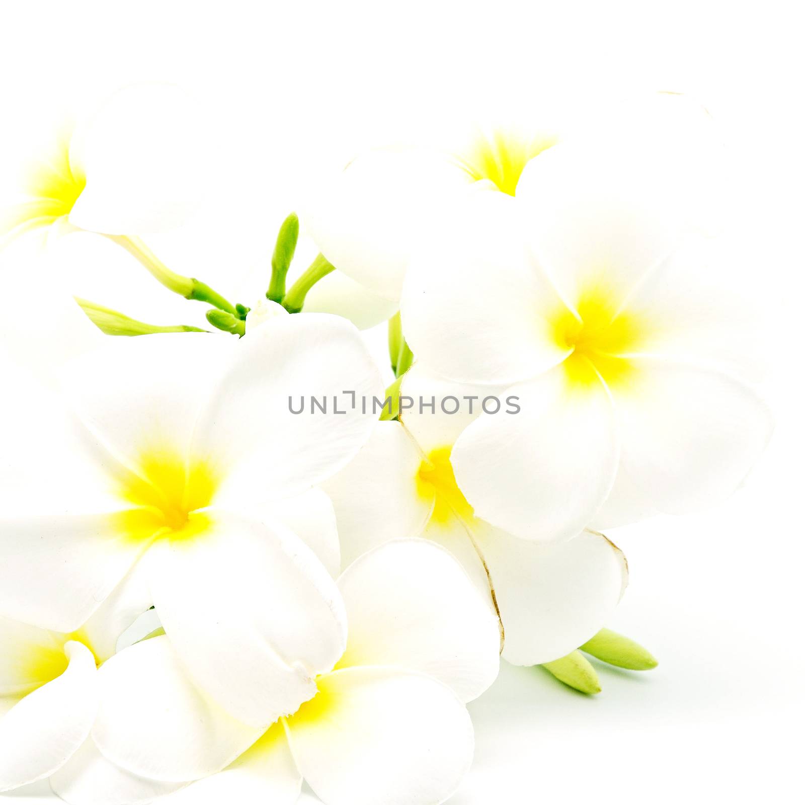 White and yellow fragrant flower, Plumeria or frangipani, isolated on a white background