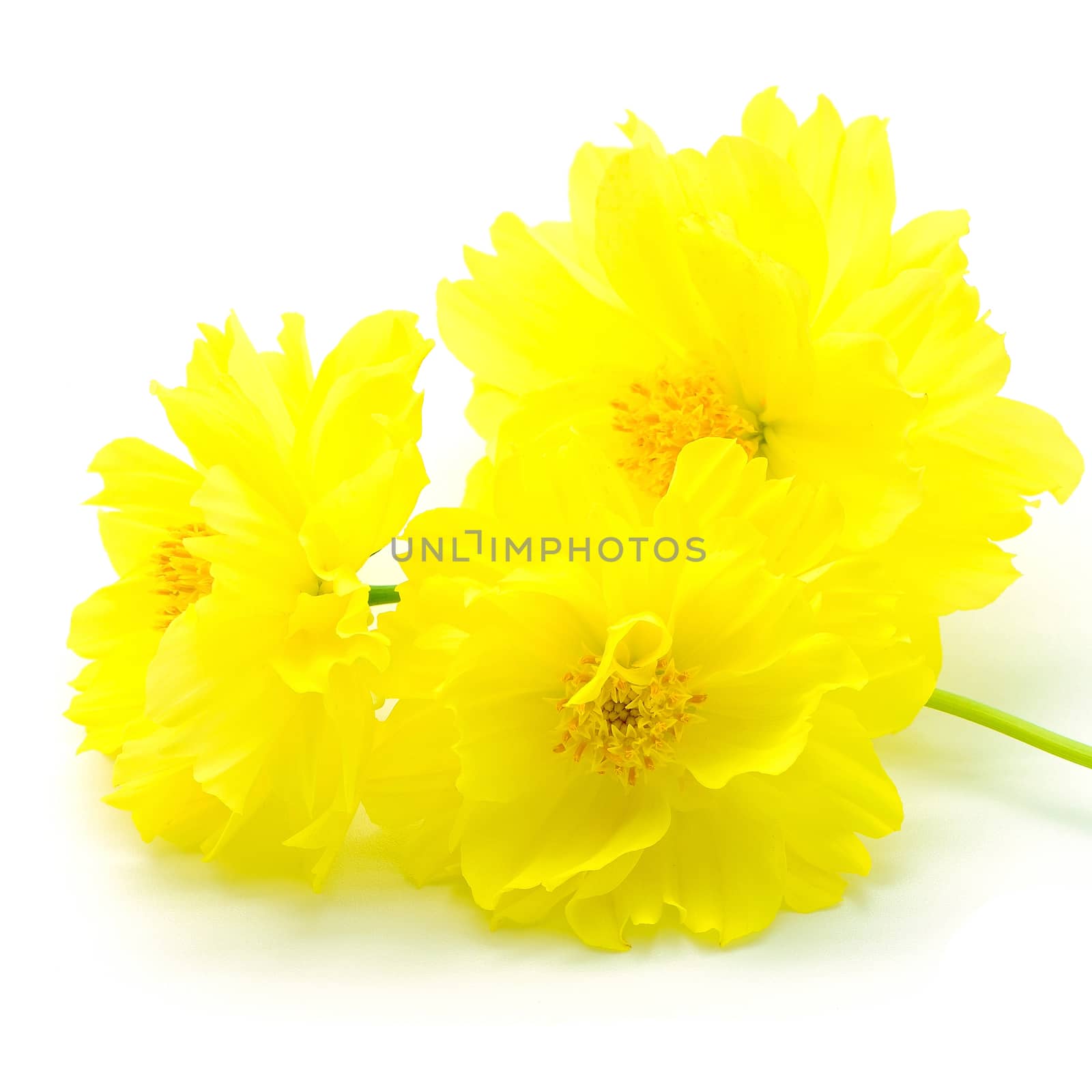 Beautiful yellow flower, Cosmos, isolated on a white background