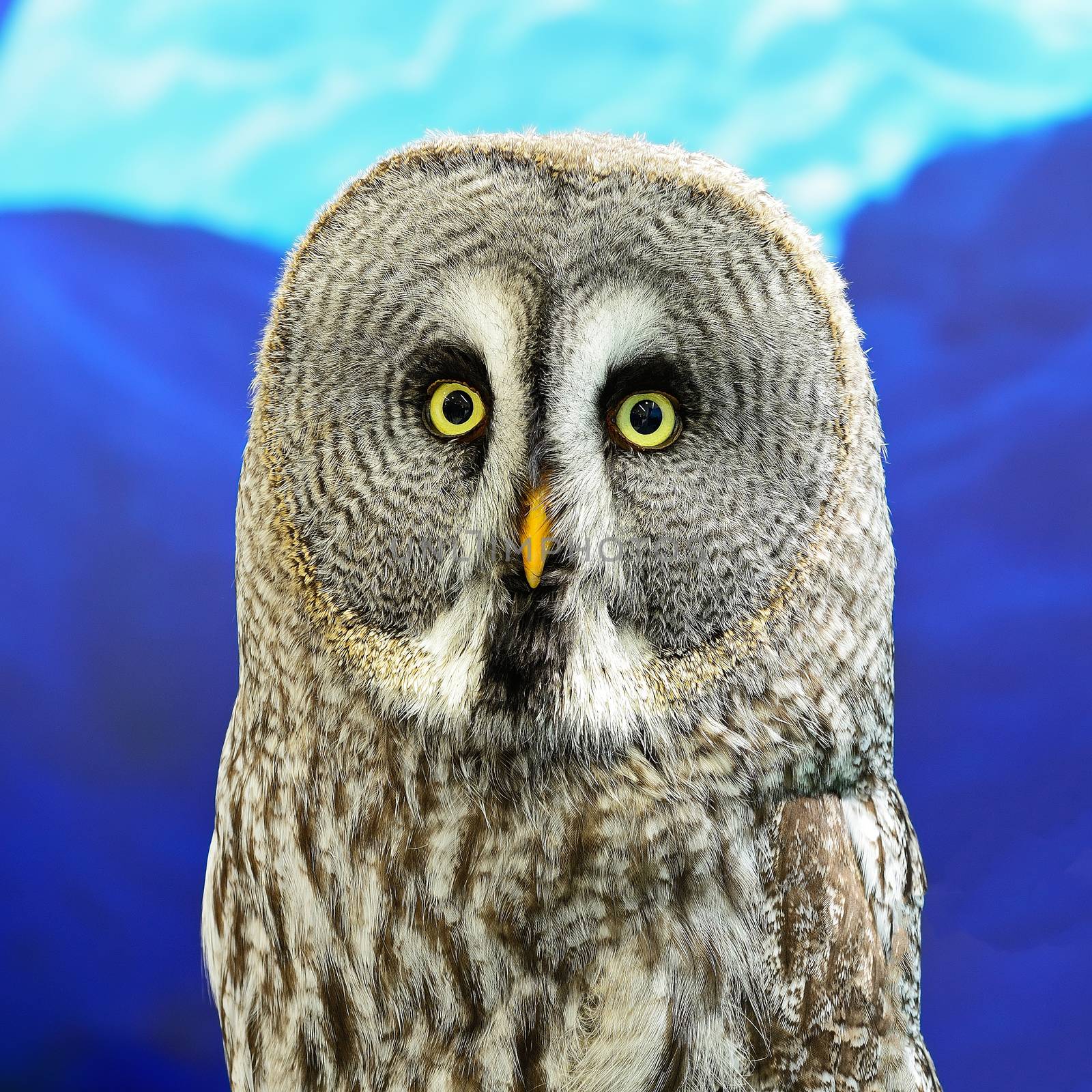 Portrait of Great Grey Owl or Lapland Owl (Strix nebulosa), face profile