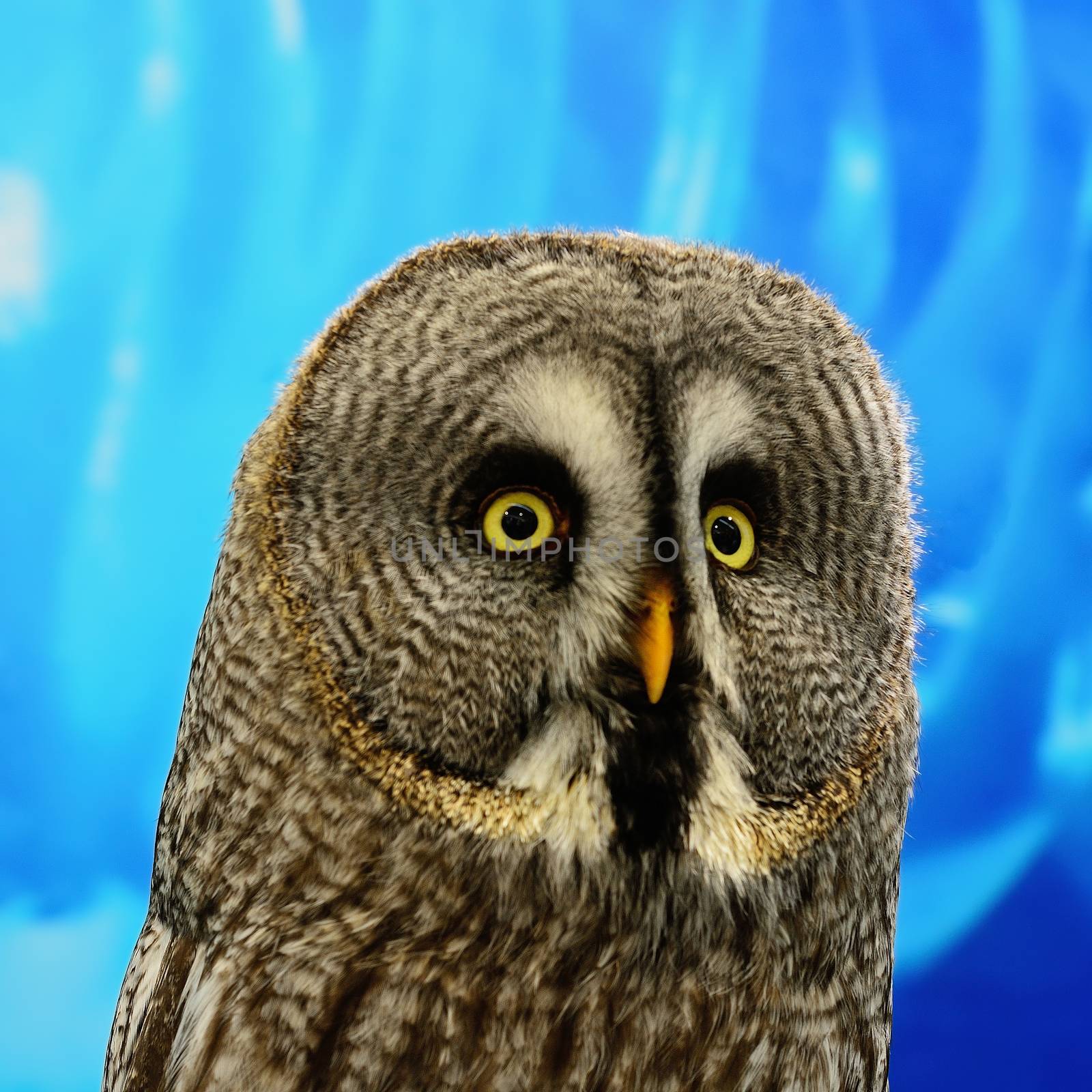 Portrait of Great Grey Owl or Lapland Owl (Strix nebulosa), face profile