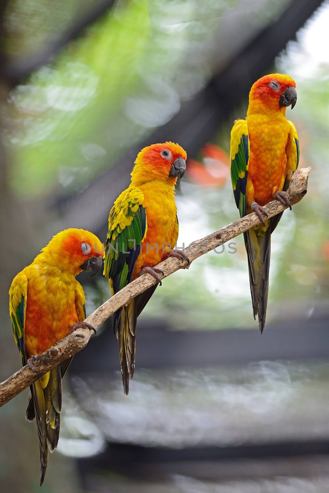 Colorful of three yellow parrots, Sun Conure (Aratinga solstitialis), standing on the branch, breast profile