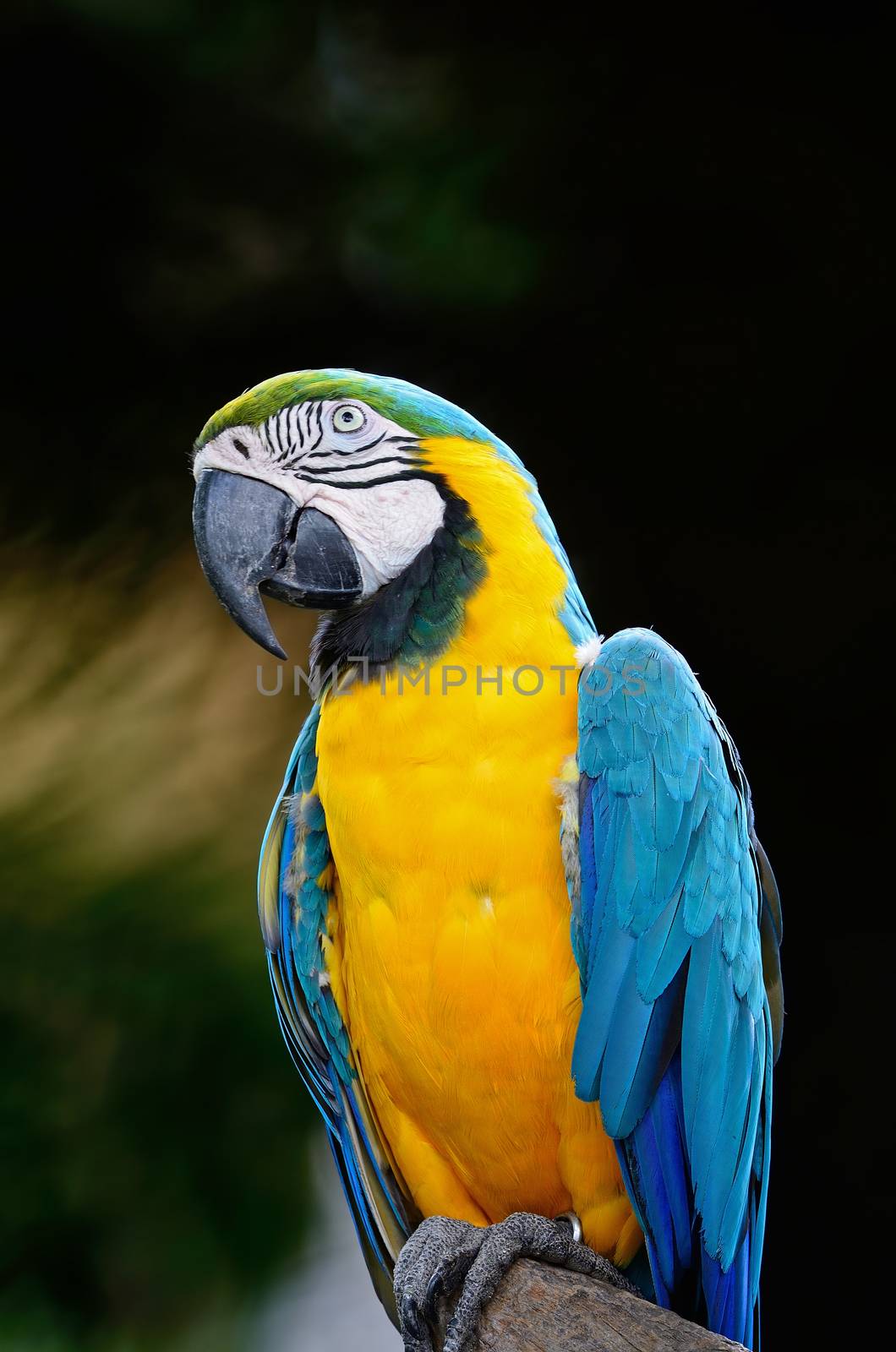 Colorful Blue and Gold Macaw aviary, breast profile