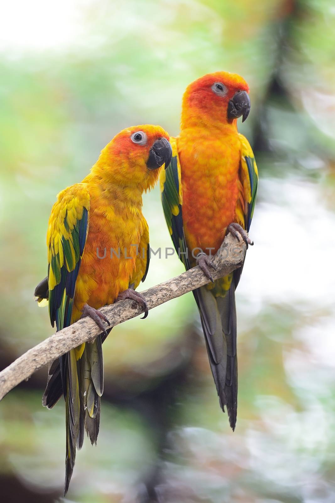 Colorful yellow parrot, Sun Conure (Aratinga solstitialis), standing on the branch, breast profile