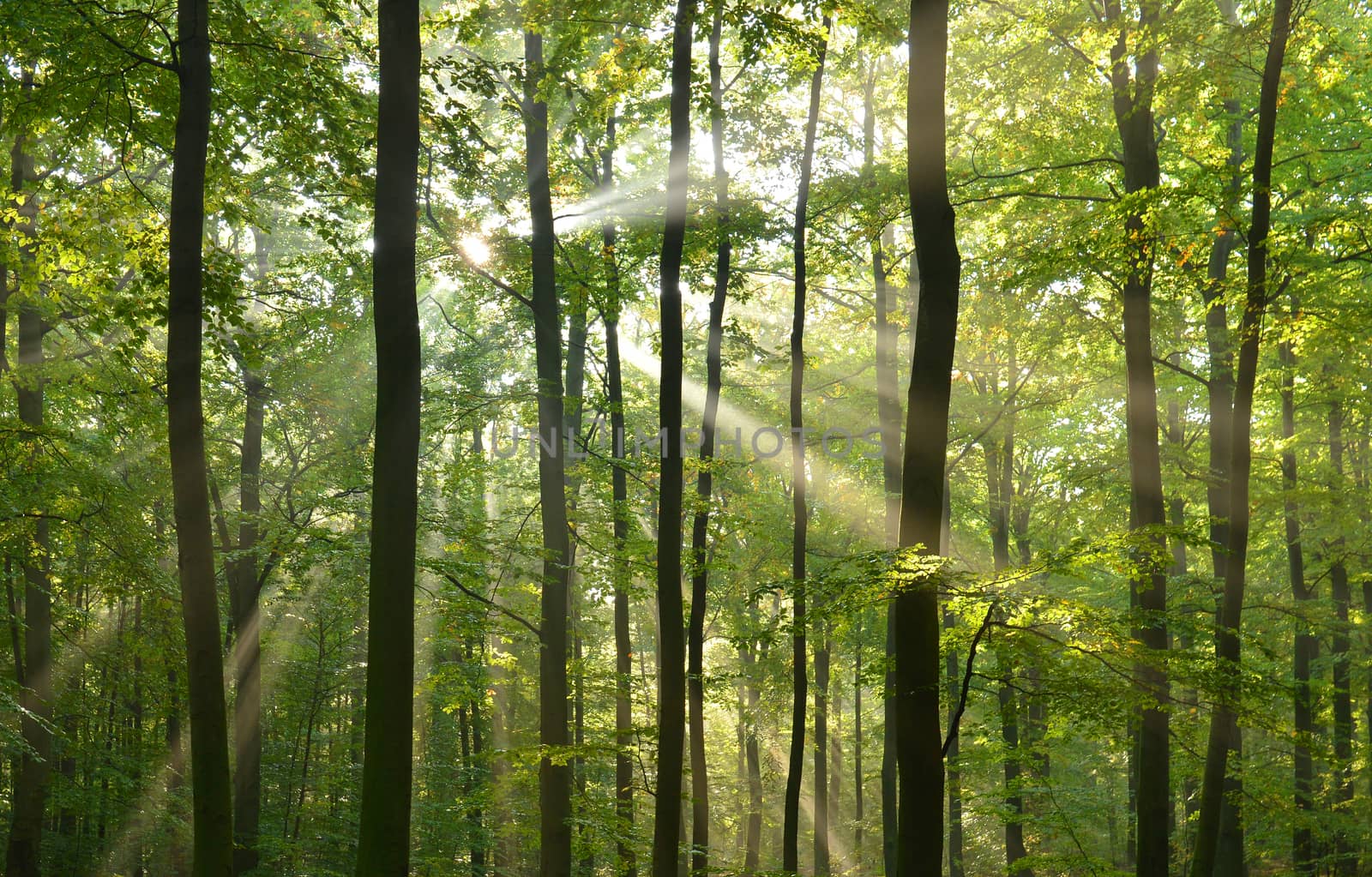 Beautidul sunbeams in green forest