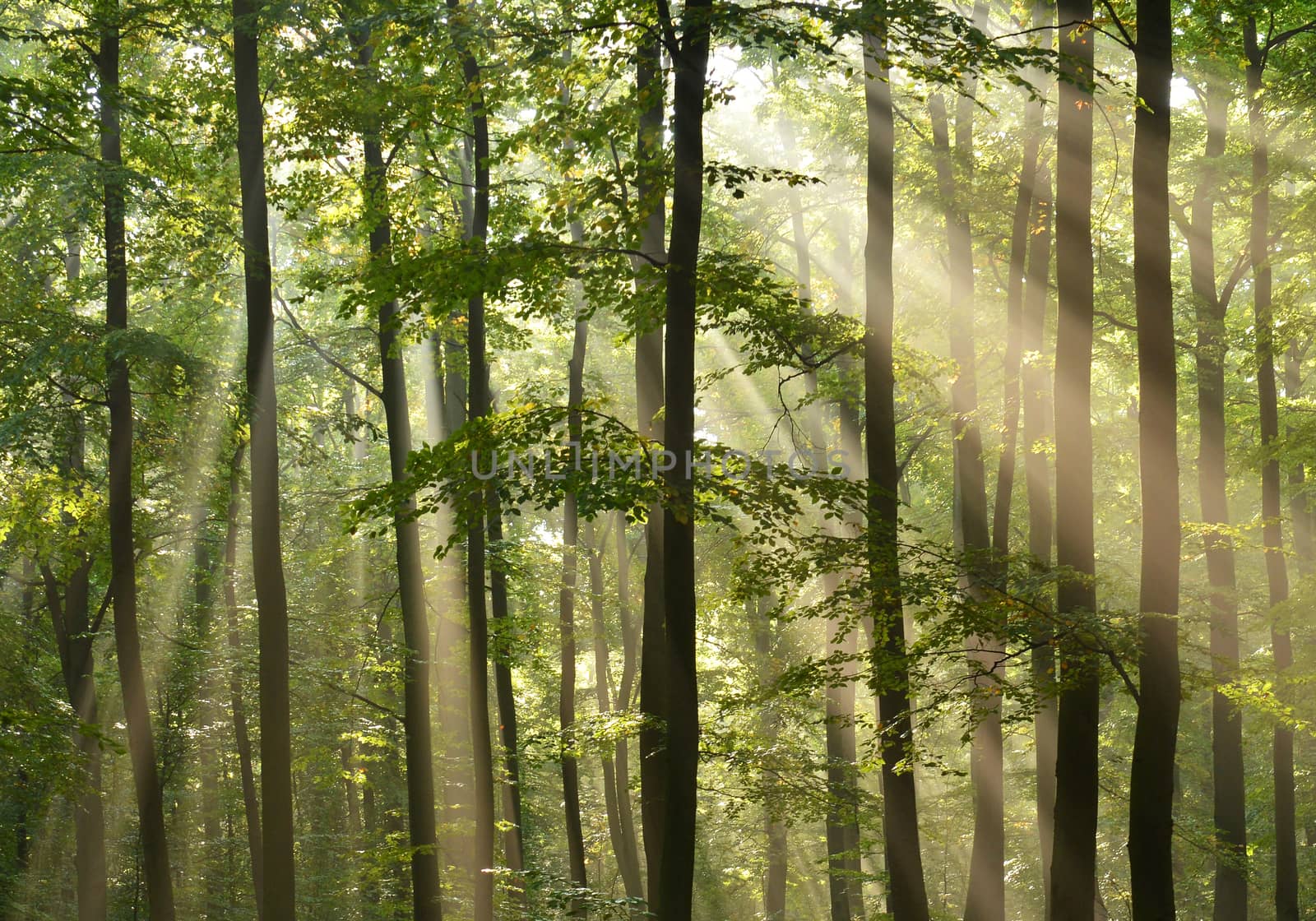 Beautidul sunbeams in green forest