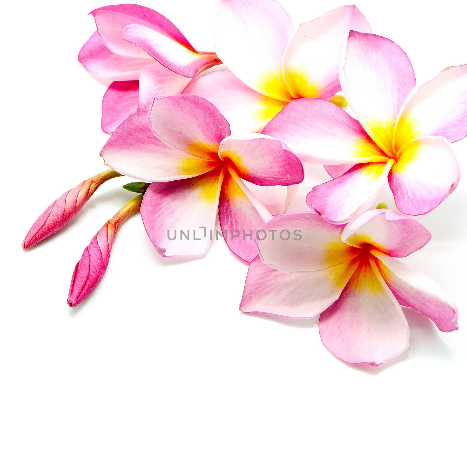 Tropical pink Plumeria or Fangipani flower, isolated on a white background