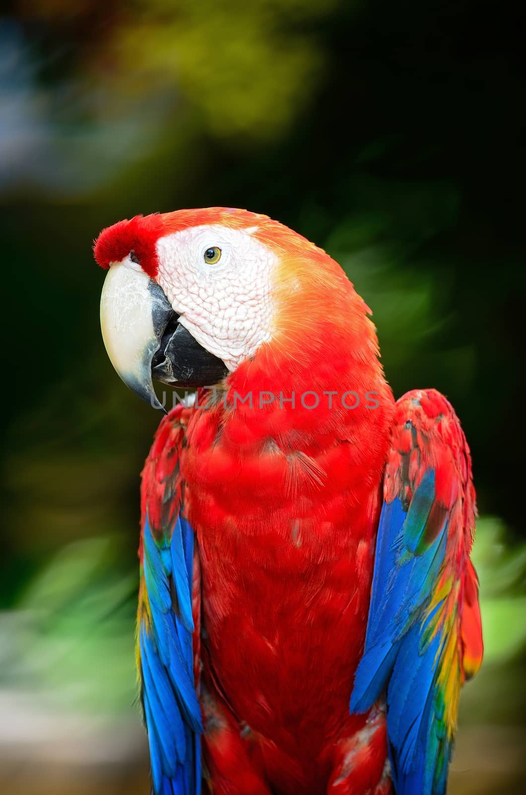 Colorful Scarlet Macaw aviary, breast profile