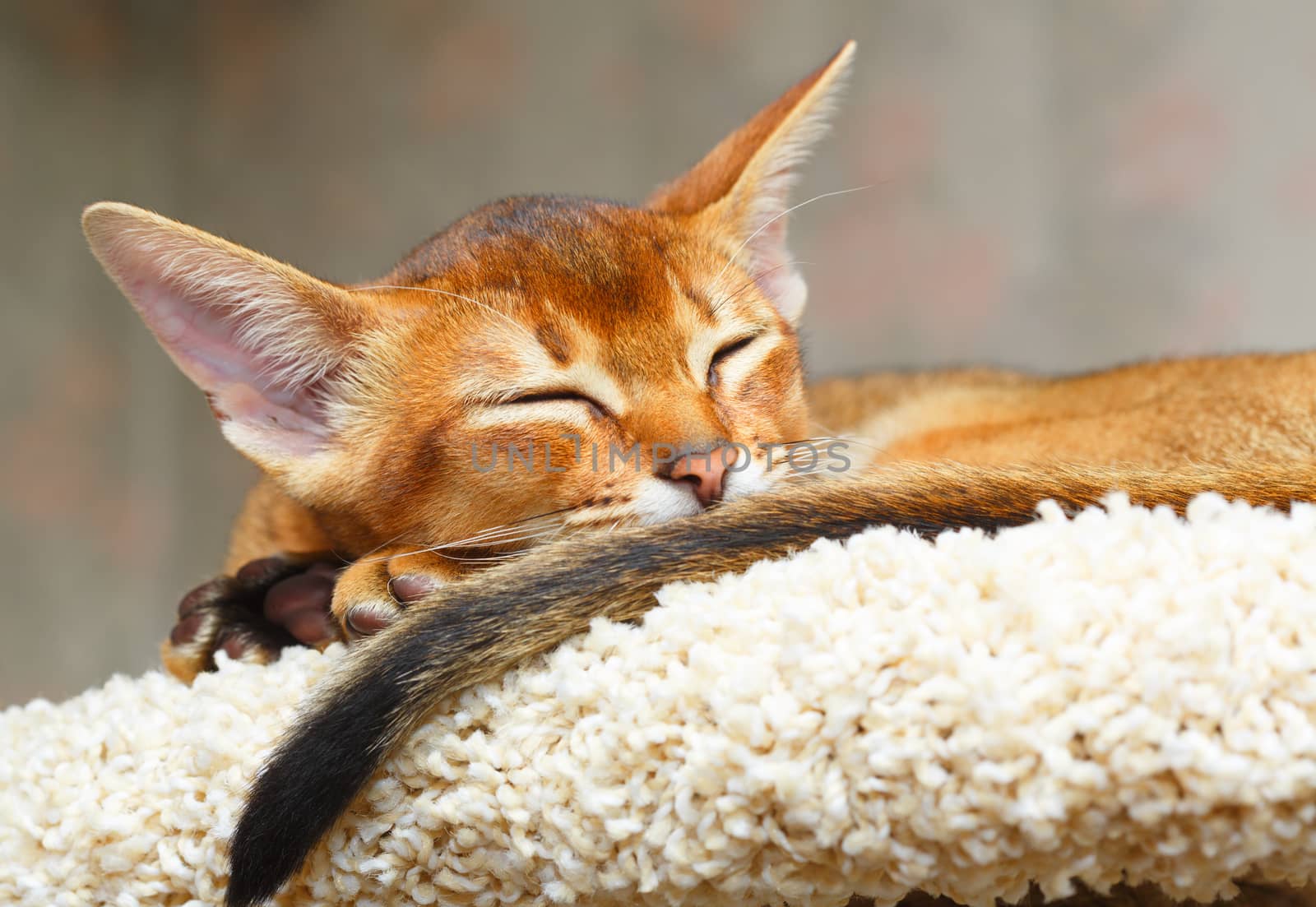 Sleeping young abyssinian cat.