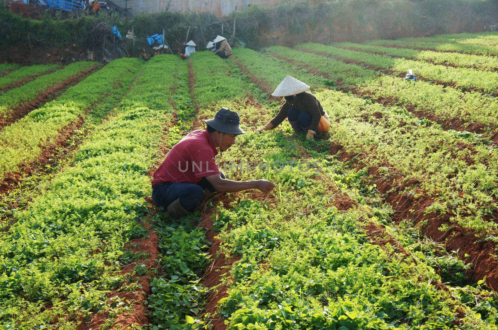 DA LAT, VIET NAM- DEC 28: Vietnamese farmer working on vegetable field, they're weeding to care carrot plant in Dalat, Vietnam on Dec 28, 2013