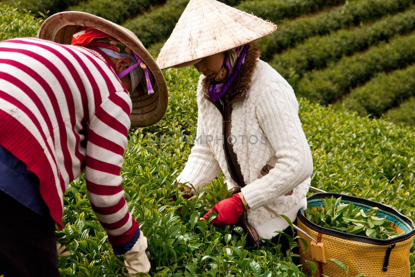 DA LAT, VIET NAM, ASIA - JULY 31. Vietnamese workerpick tea leaves (leafs) on tea farm, the large green tea plantation in harvest stage in Dalat, Vietnam, Asia on July 31, 2012