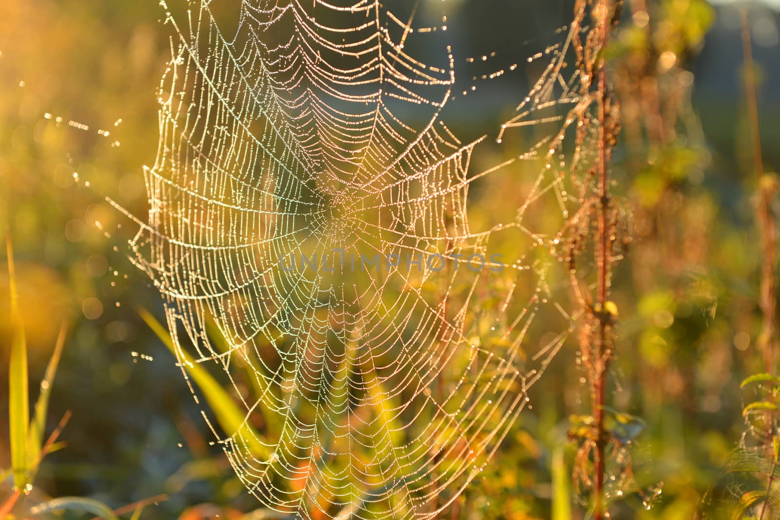 Web of a spider against sunrise in the field